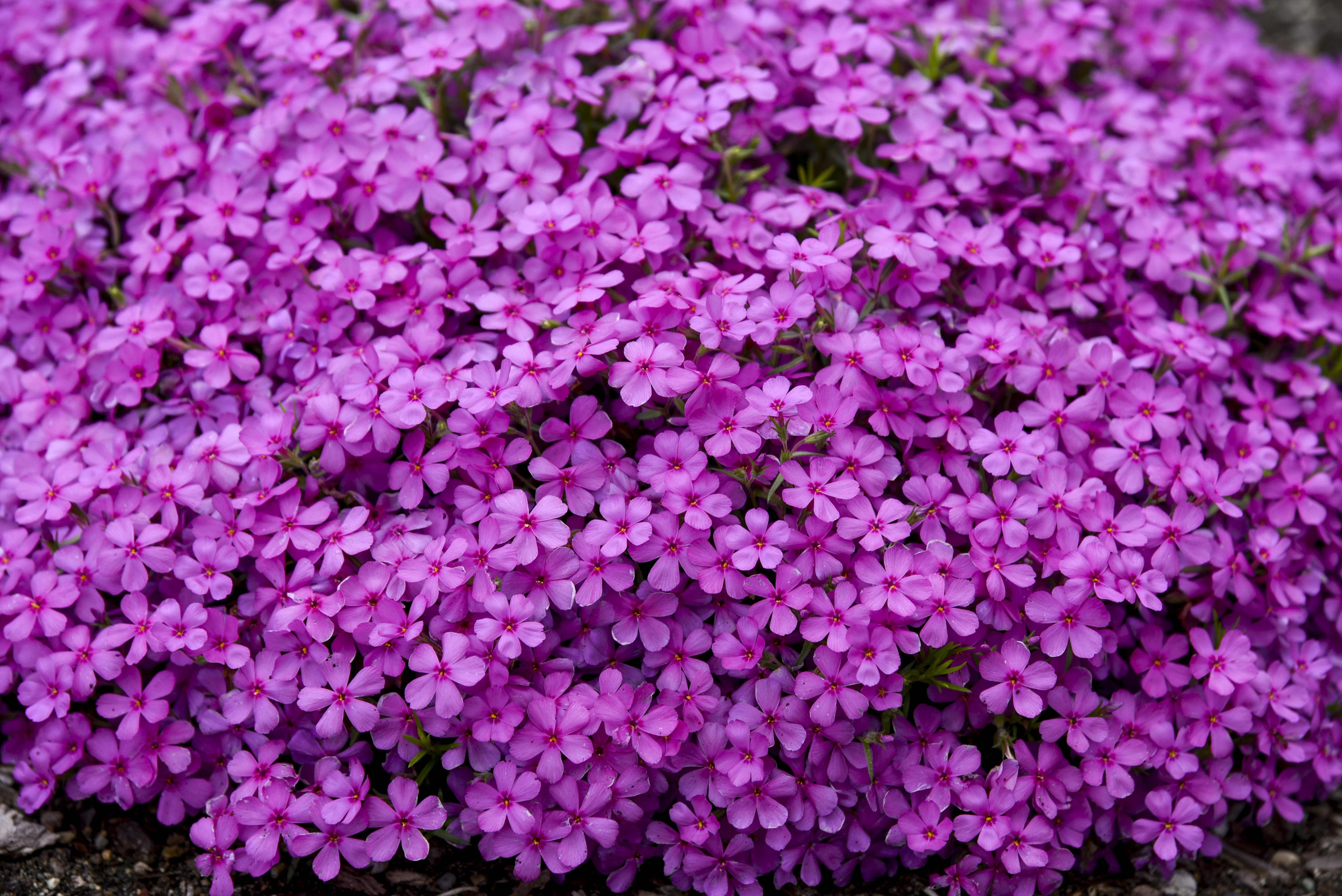 Phlox sub. Spring Bling   'Ruby Riot'