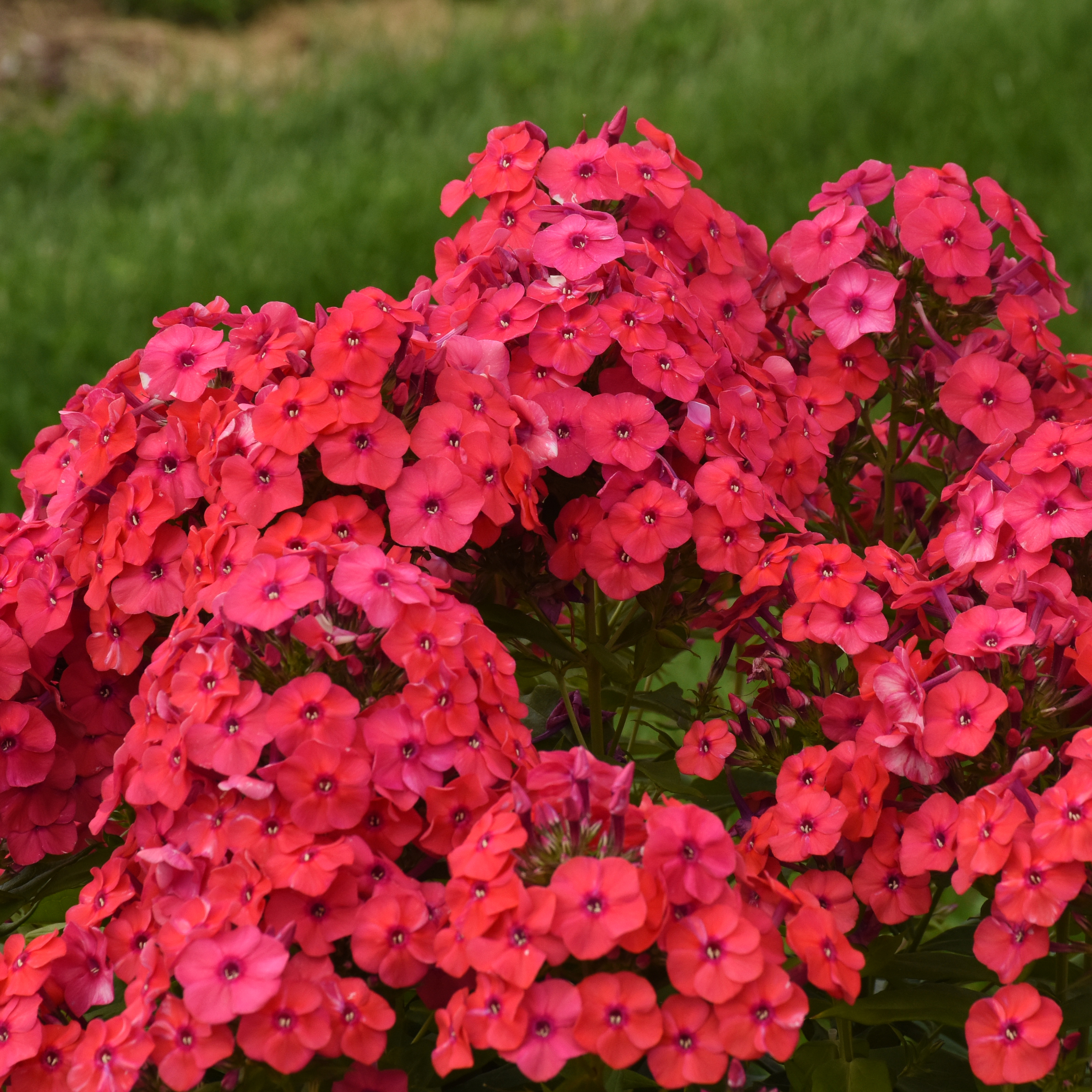 Luminary® 'Sunset Coral' - Tall Garden Phlox - Phlox paniculata