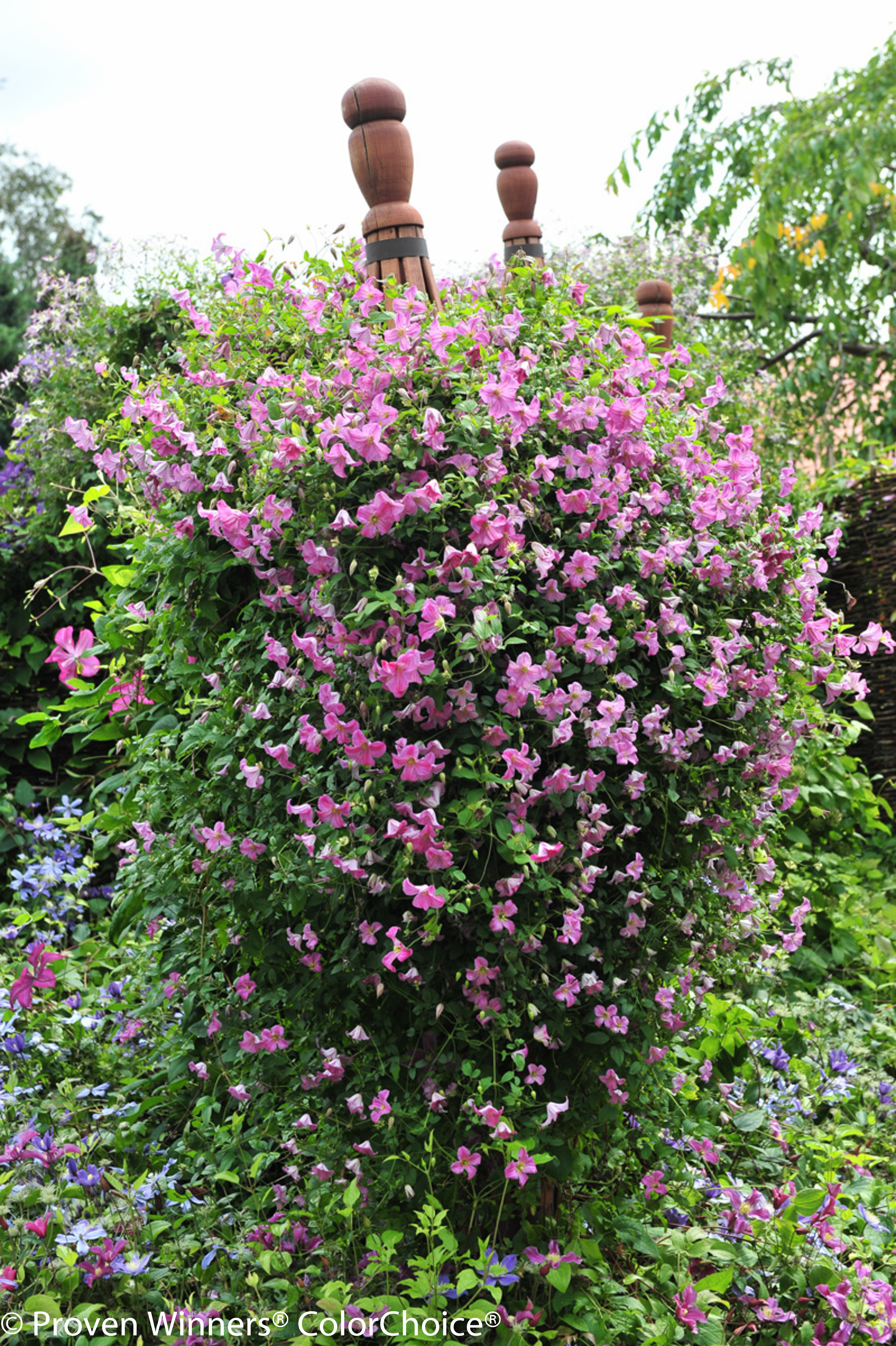 Pink Mink® - Clematis x | Proven Winners