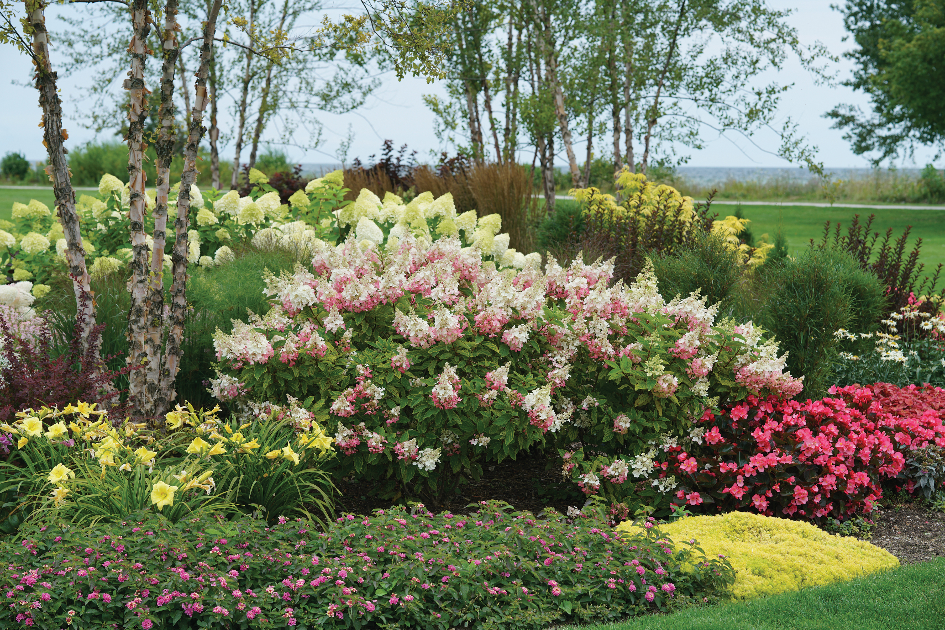 Image of Pinky Winky Hydrangea in full bloom