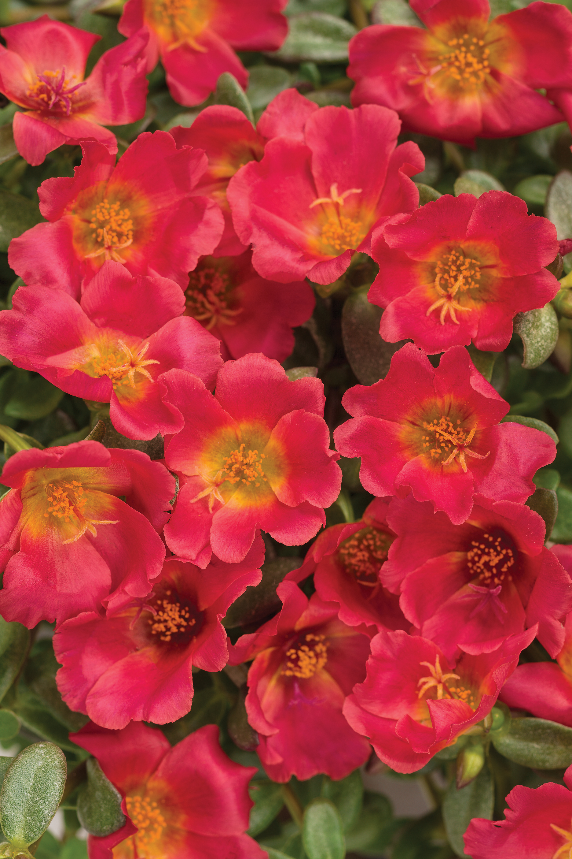 Purslane