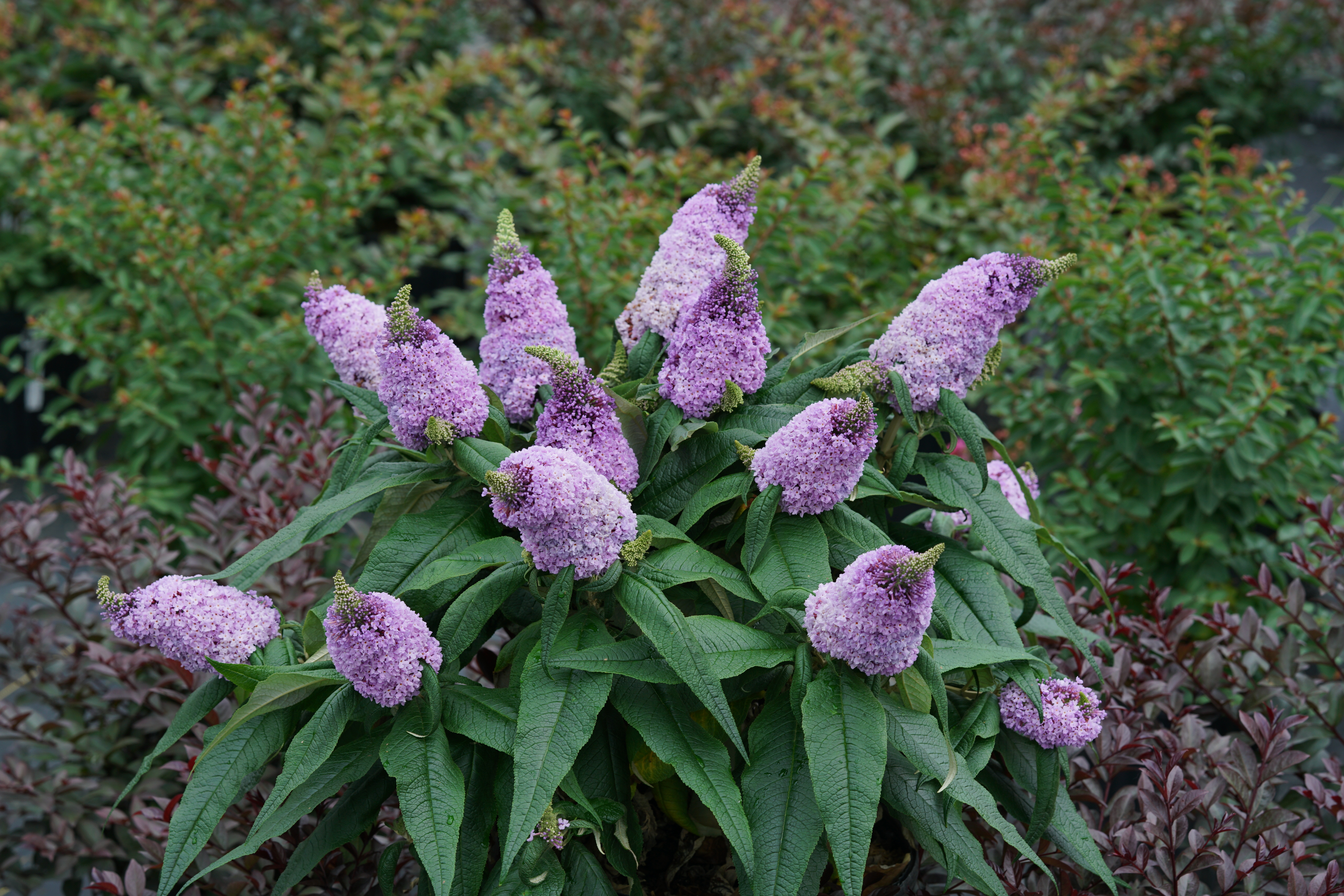 are butterfly bushes poisonous to dogs