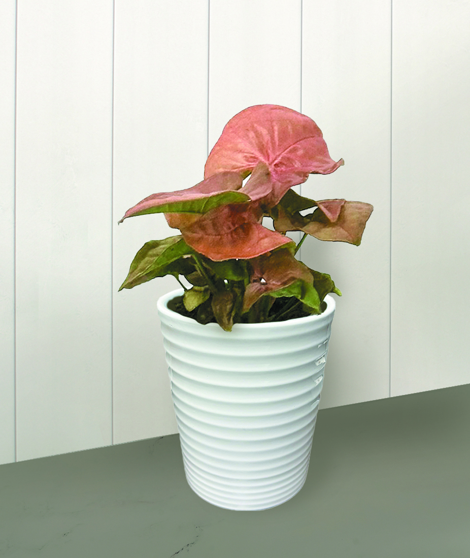 cebu plant Epipremnum 'Cebu Blue' Pothos main image 1