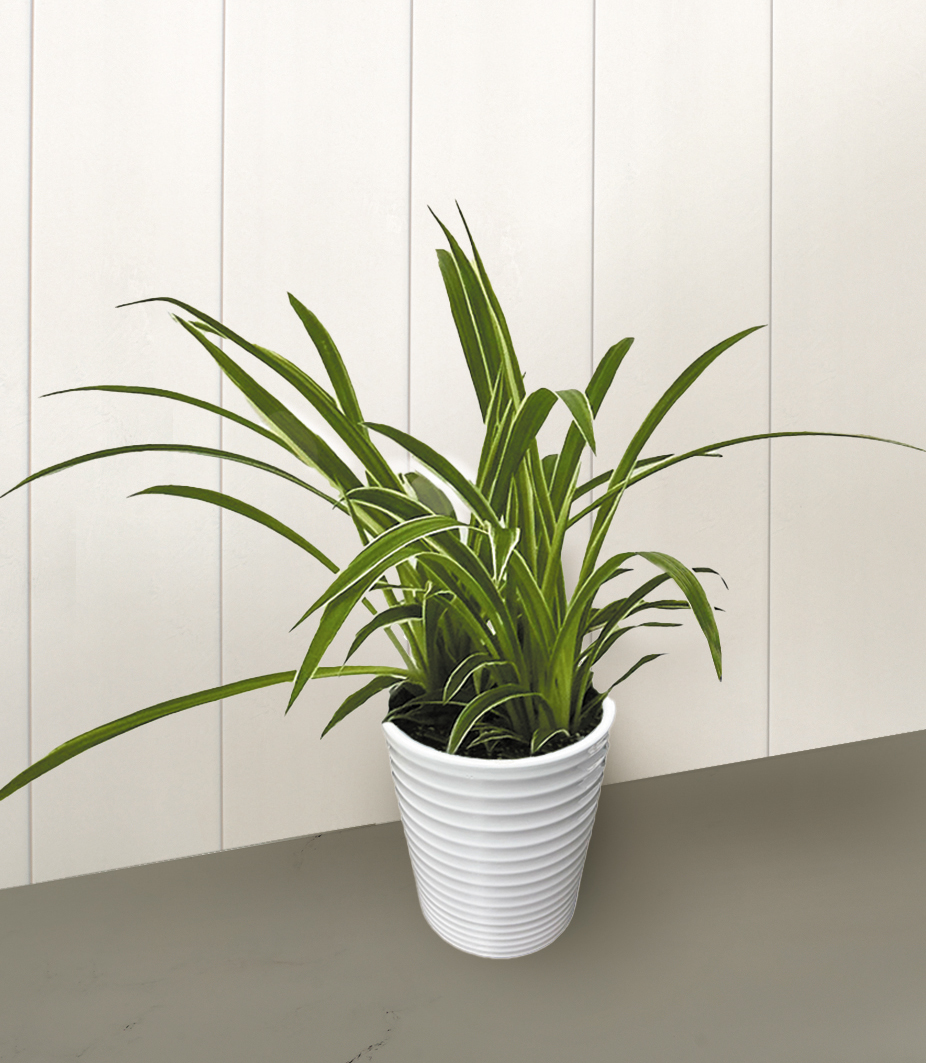purple heart plant indoor care Tradescantia pallida 'Purpurea' | Purple Heart main image 1