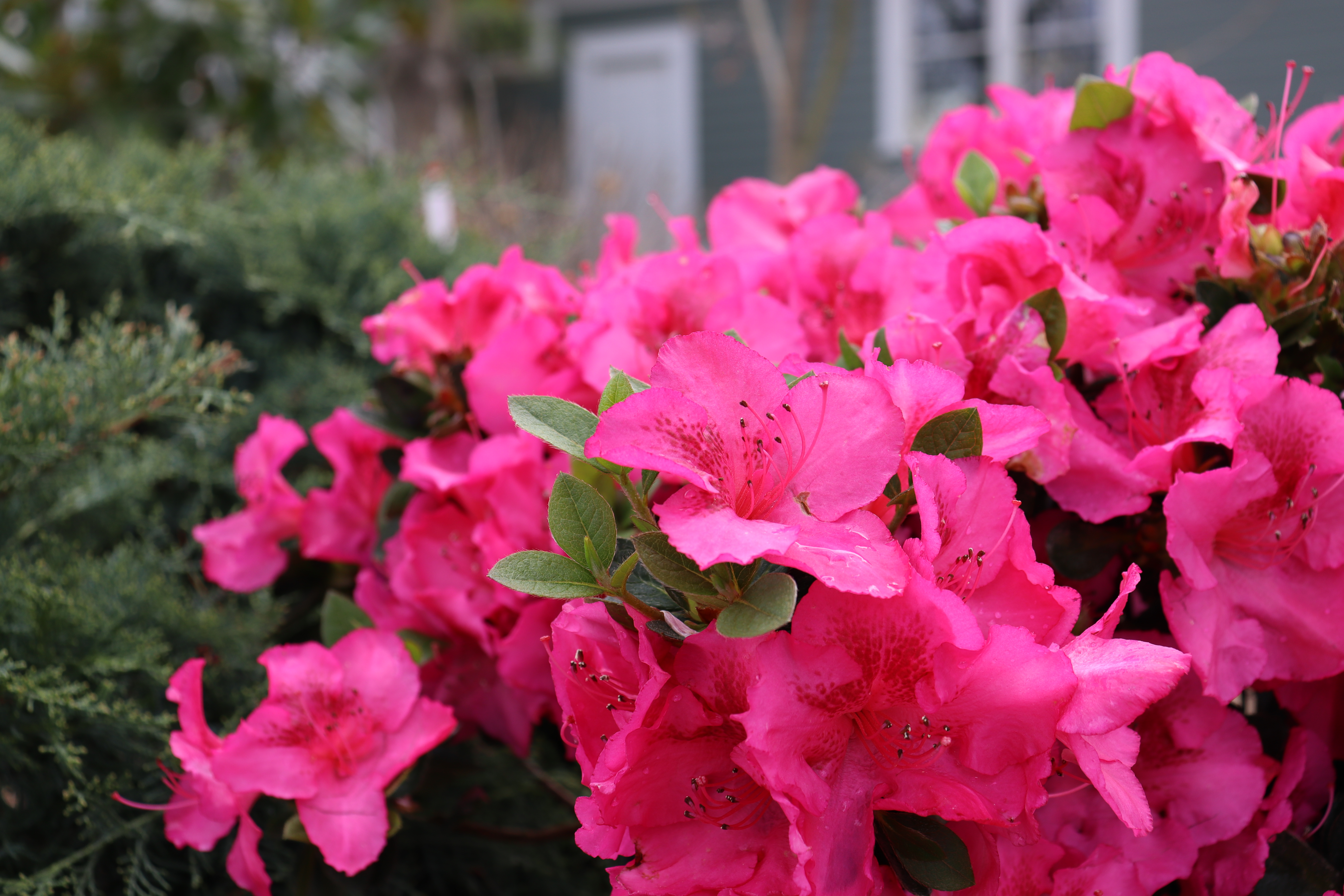 Perfecto Mundo Epic Pink® - Reblooming Azalea - Rhododendron x