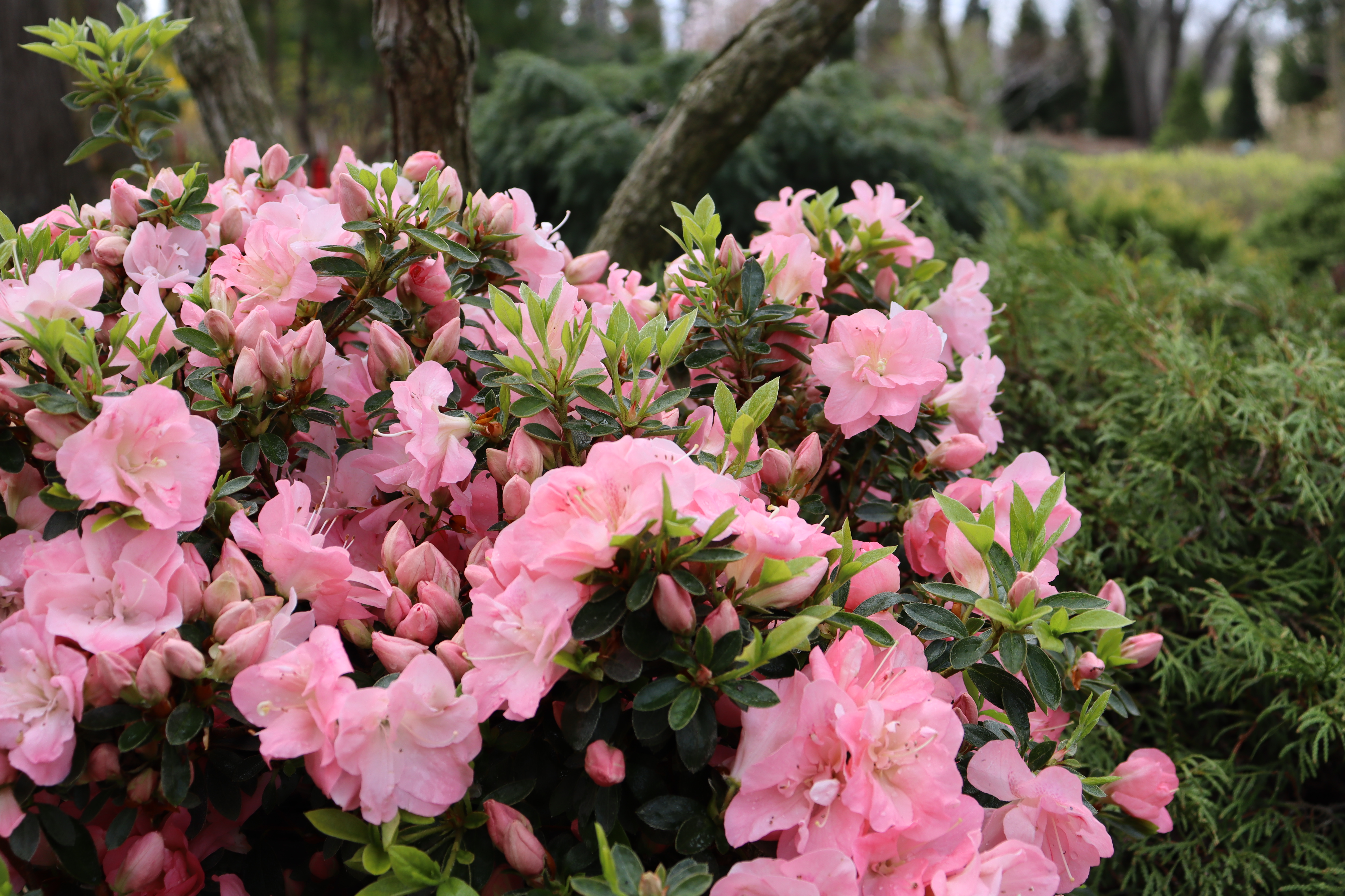 Perfecto Mundo Pink Carpet® - Reblooming Azalea - Rhododendron x
