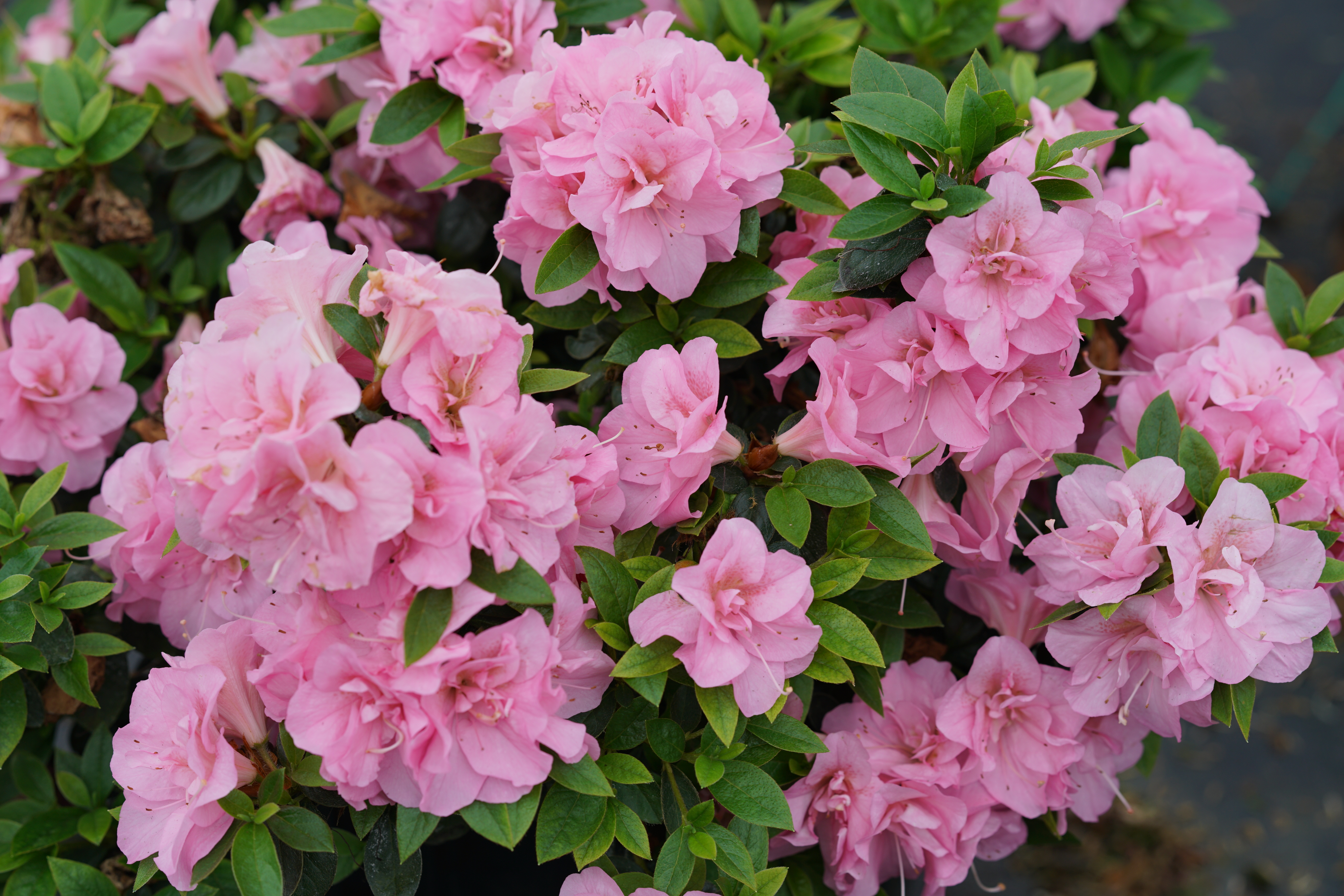 Perfecto Mundo Double Pink Reblooming Azalea Rhododendron X Proven Winners