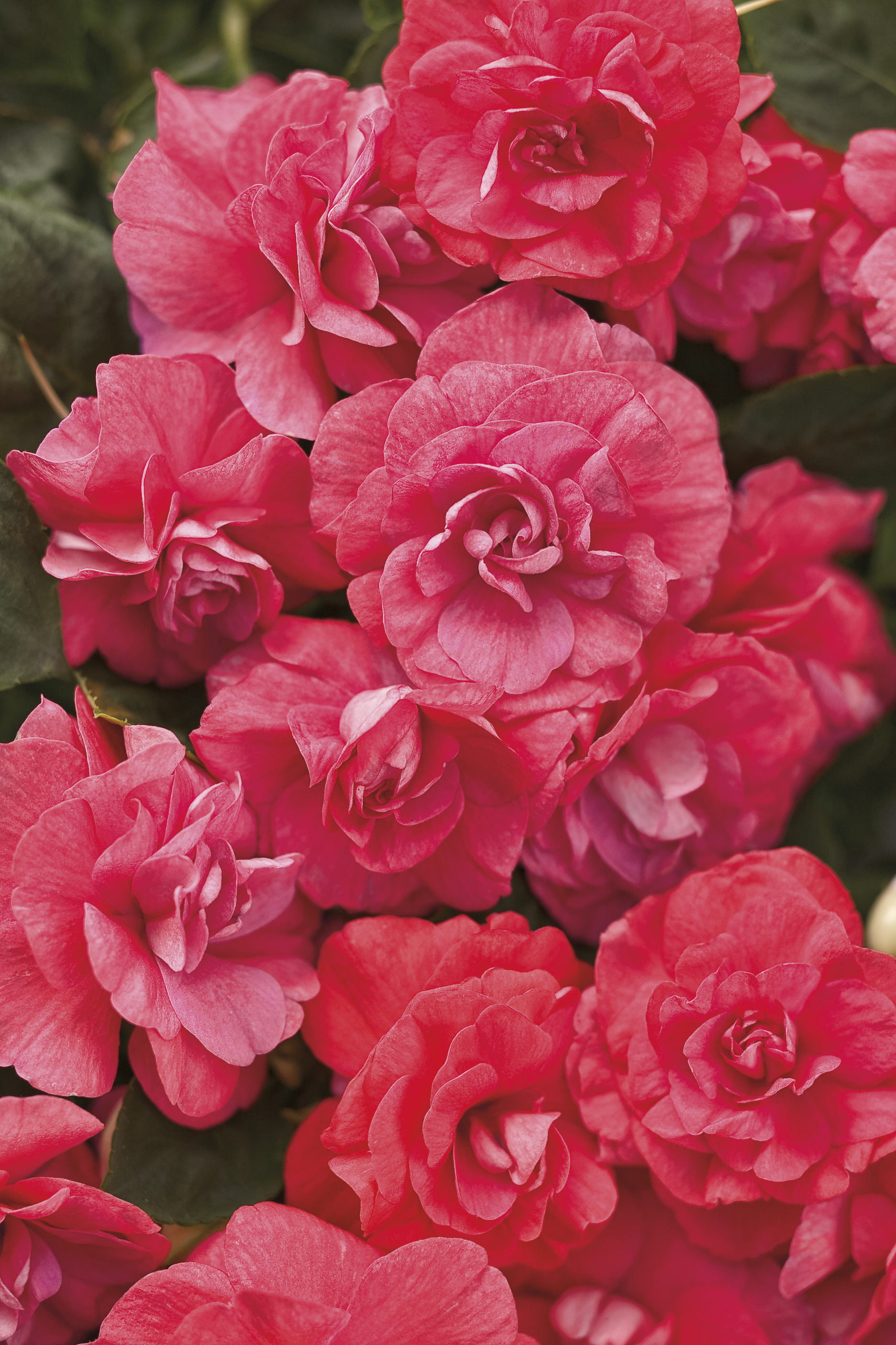 Double Impatiens