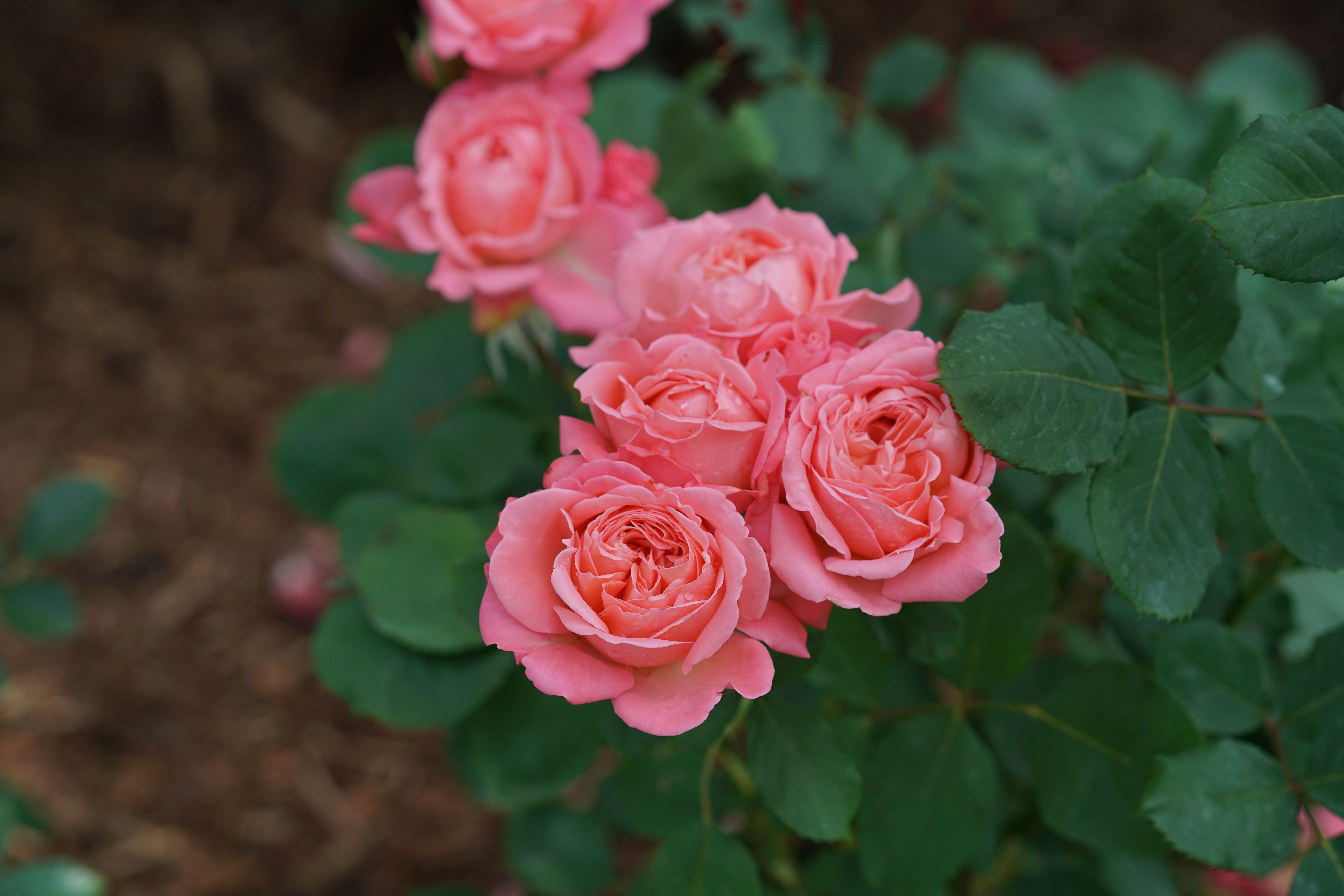 Reminiscent® Coral Rose - Rosa Proven