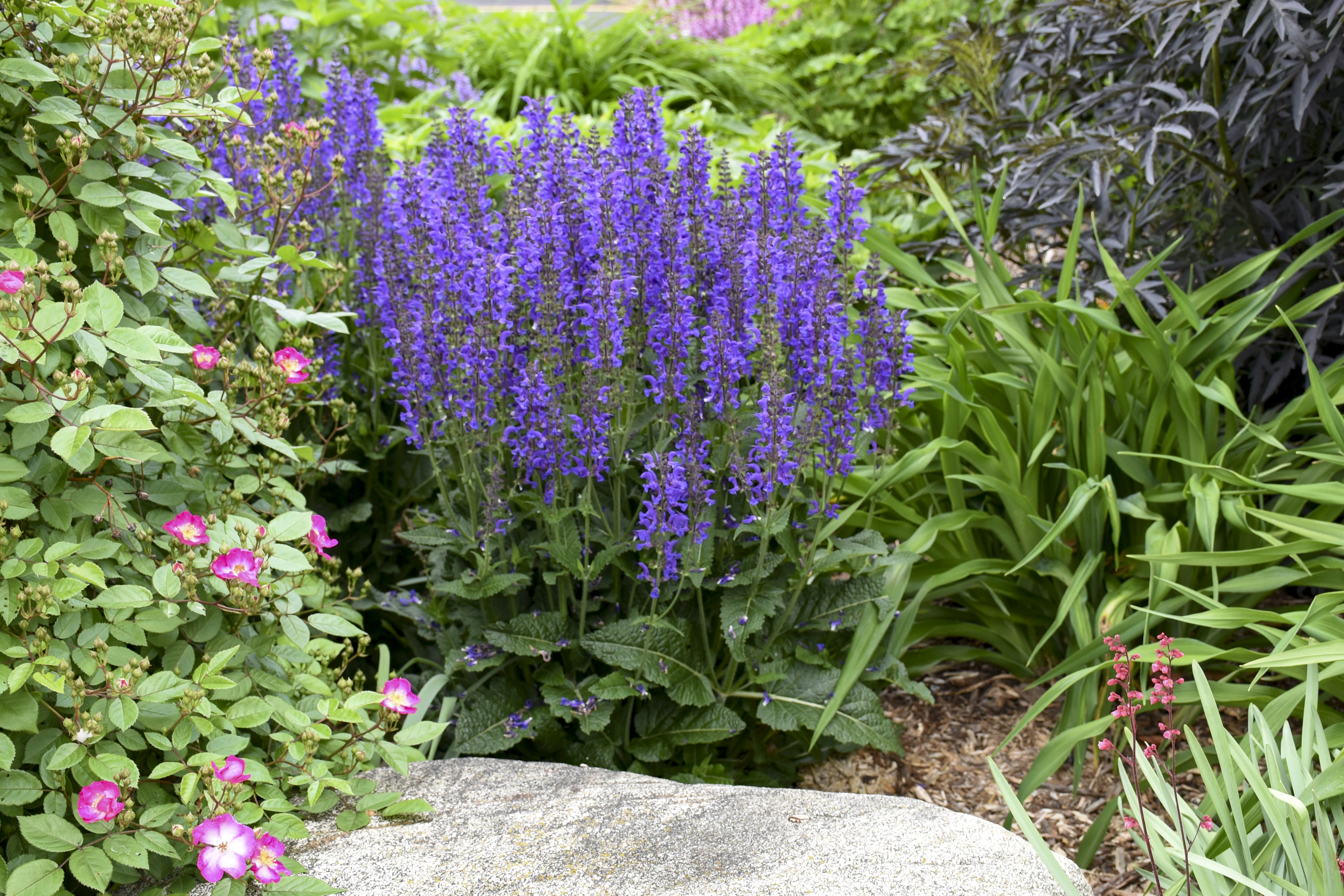 Salvia Color Spires  'Indiglo Girl'