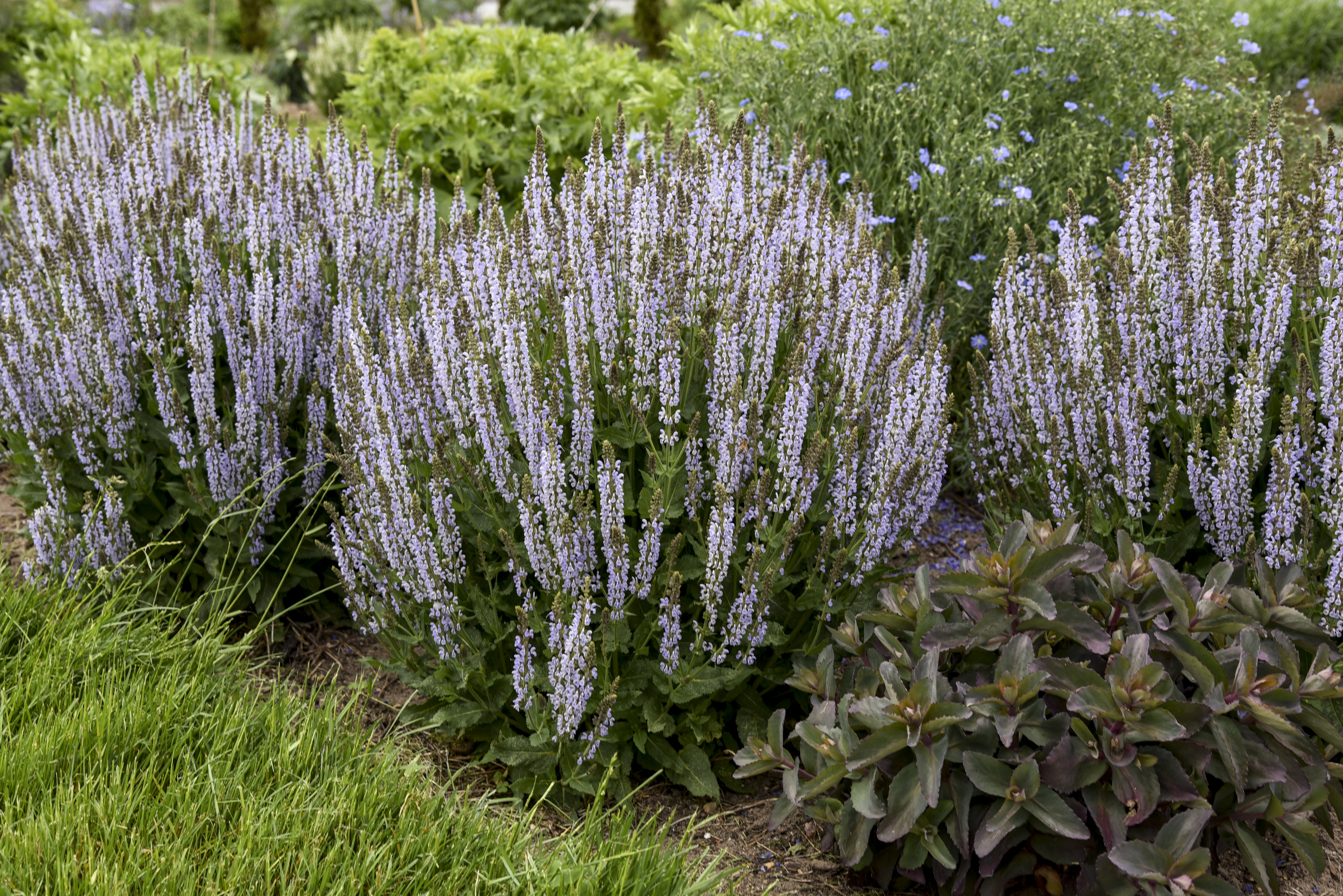 One of the very best Salvia for consistent rebloom. 