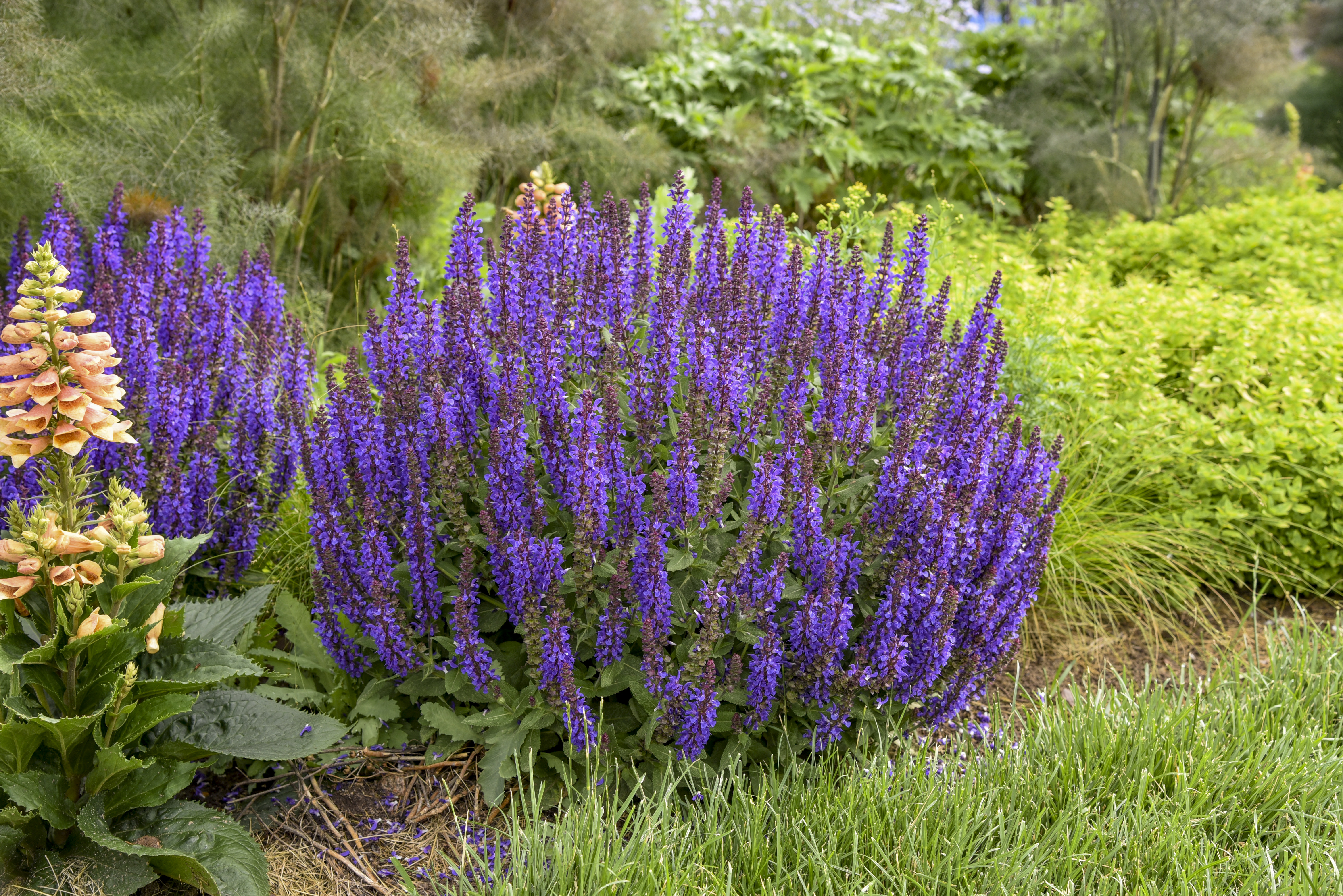 Image of Salvia zone 5 perennial