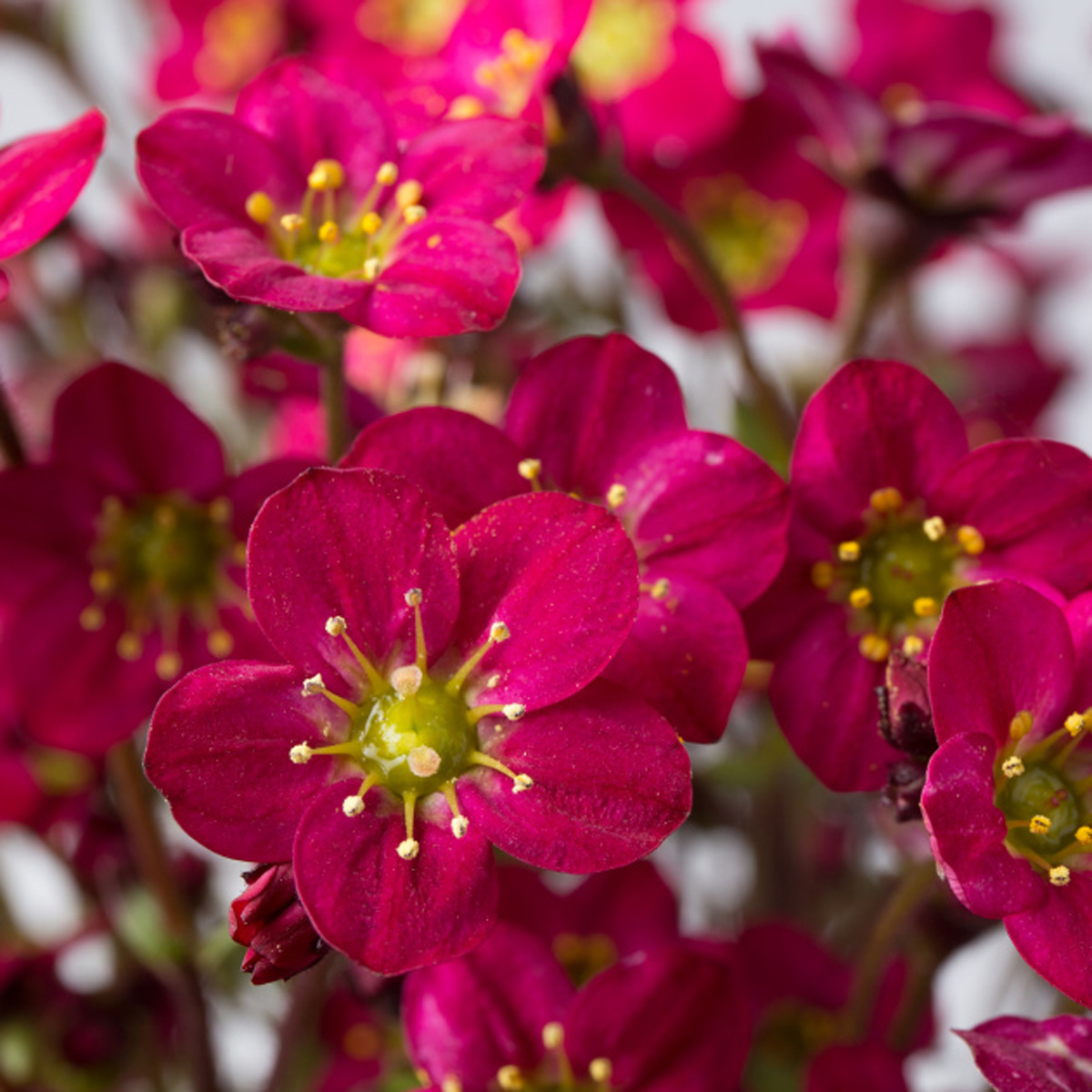Marto™ Hot Rose - Rockfoil - Saxifraga arendsii | Proven Winners