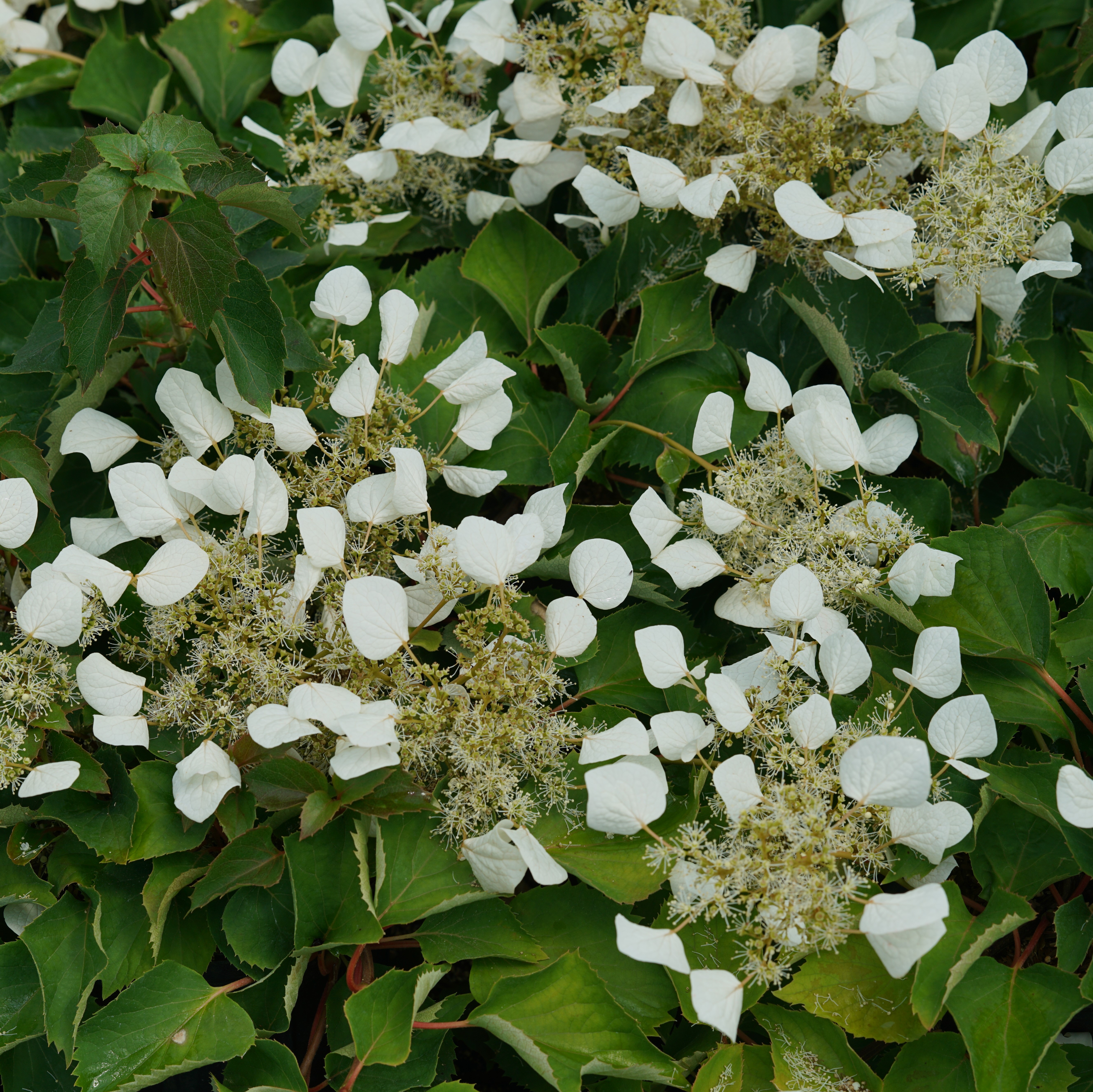 Image of White false hydrangea flower