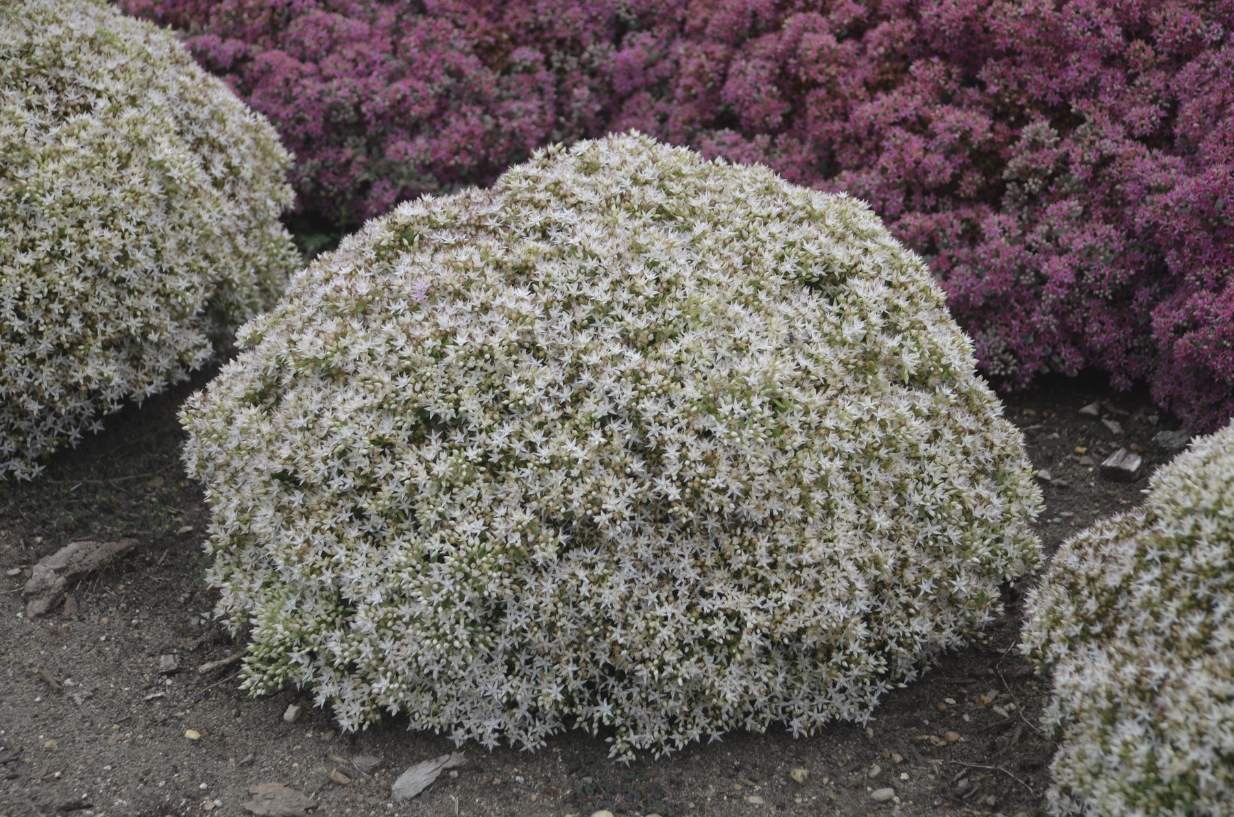 Rock N Round Bundle Of Joy Stonecrop Sedum Hybrid Proven Winners