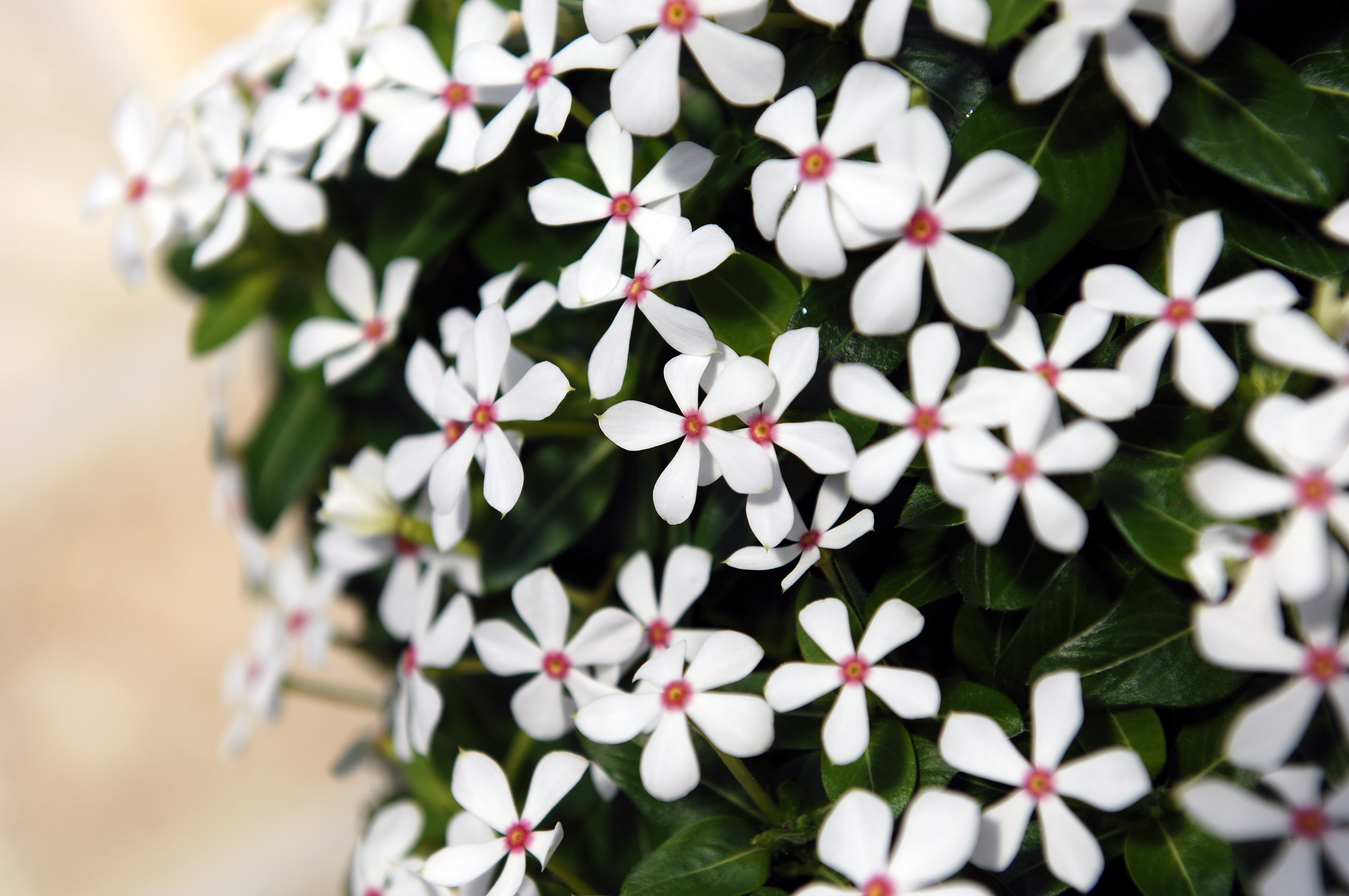 Vinca