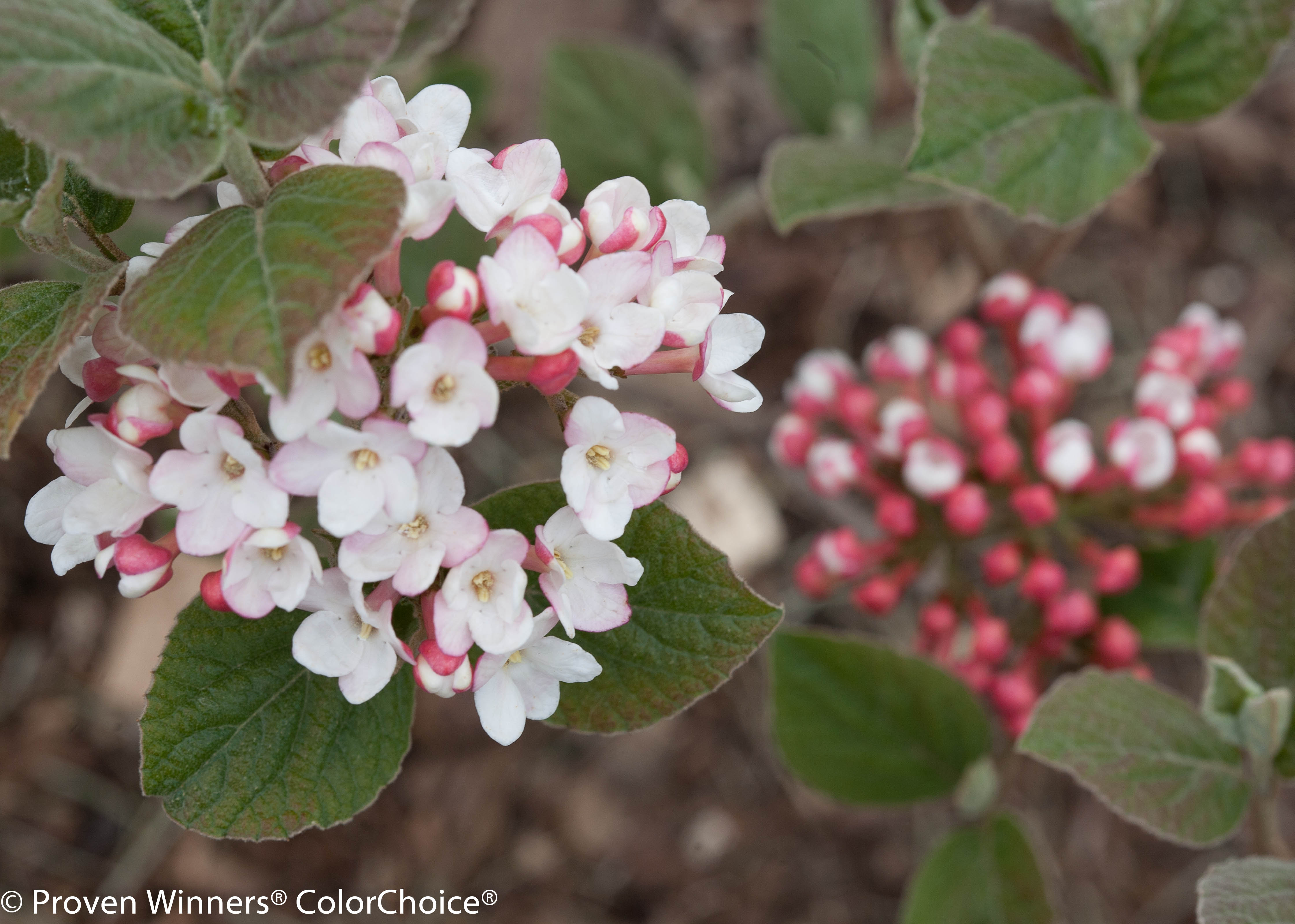 viburnum a paraziták gyógyítására