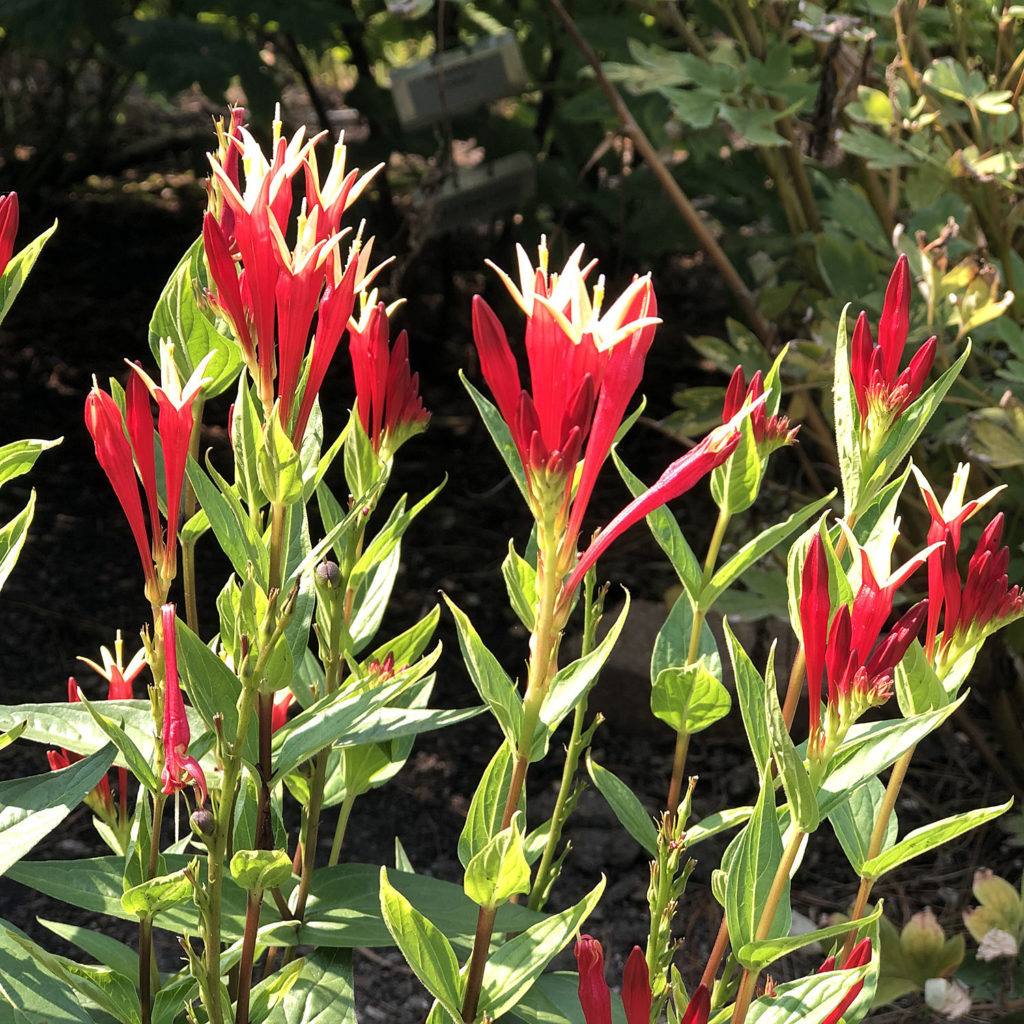 Spigelia marilandica 'Little Redhead' bare roots - Buy woodland