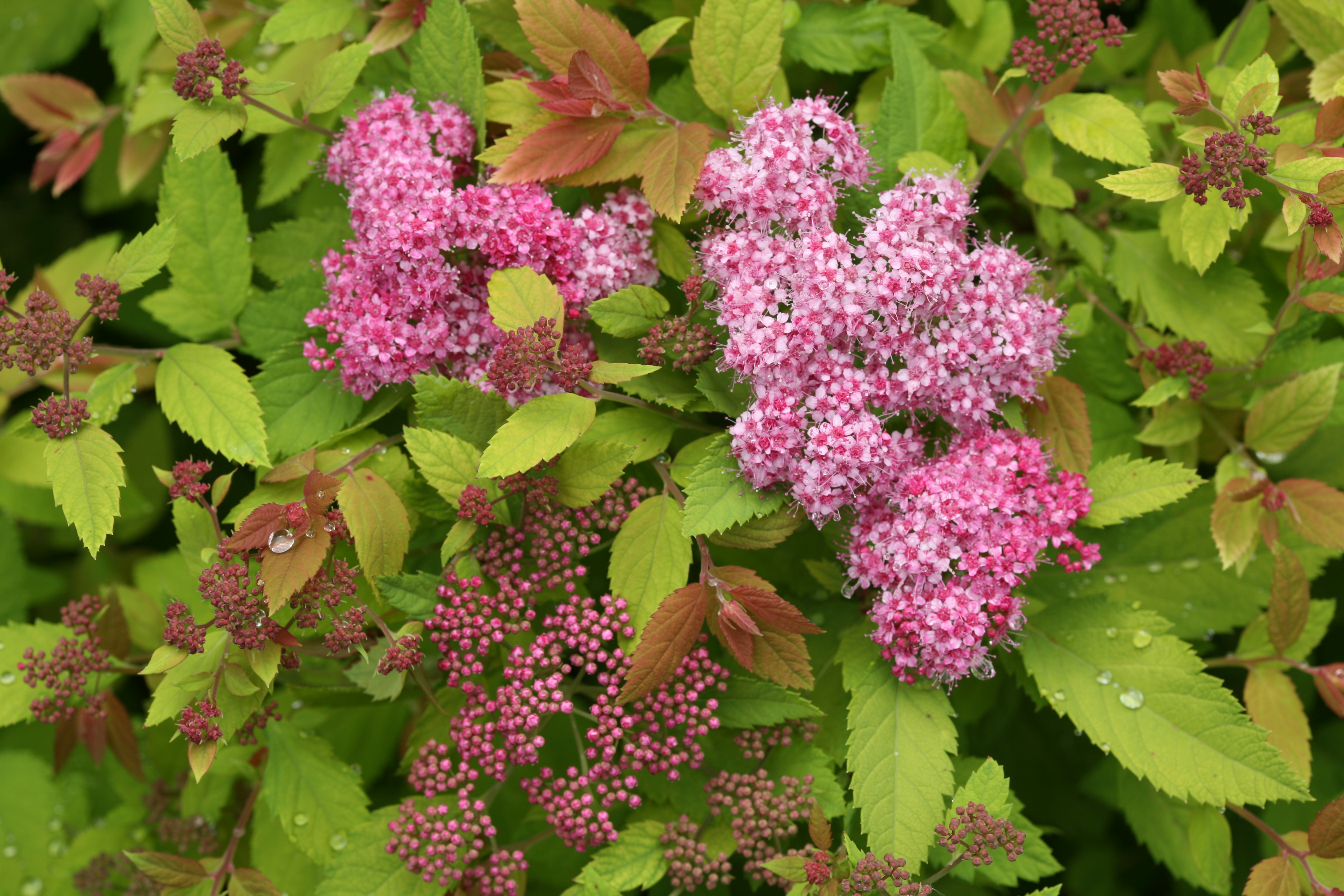 Double Play Big Bang Spirea Spiraea X Proven Winners