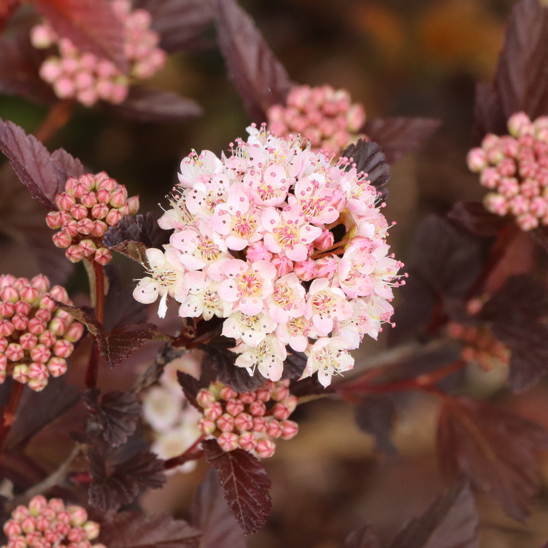 Summer Wine® Rosé - Ninebark - Physocarpus opulifolius | Proven