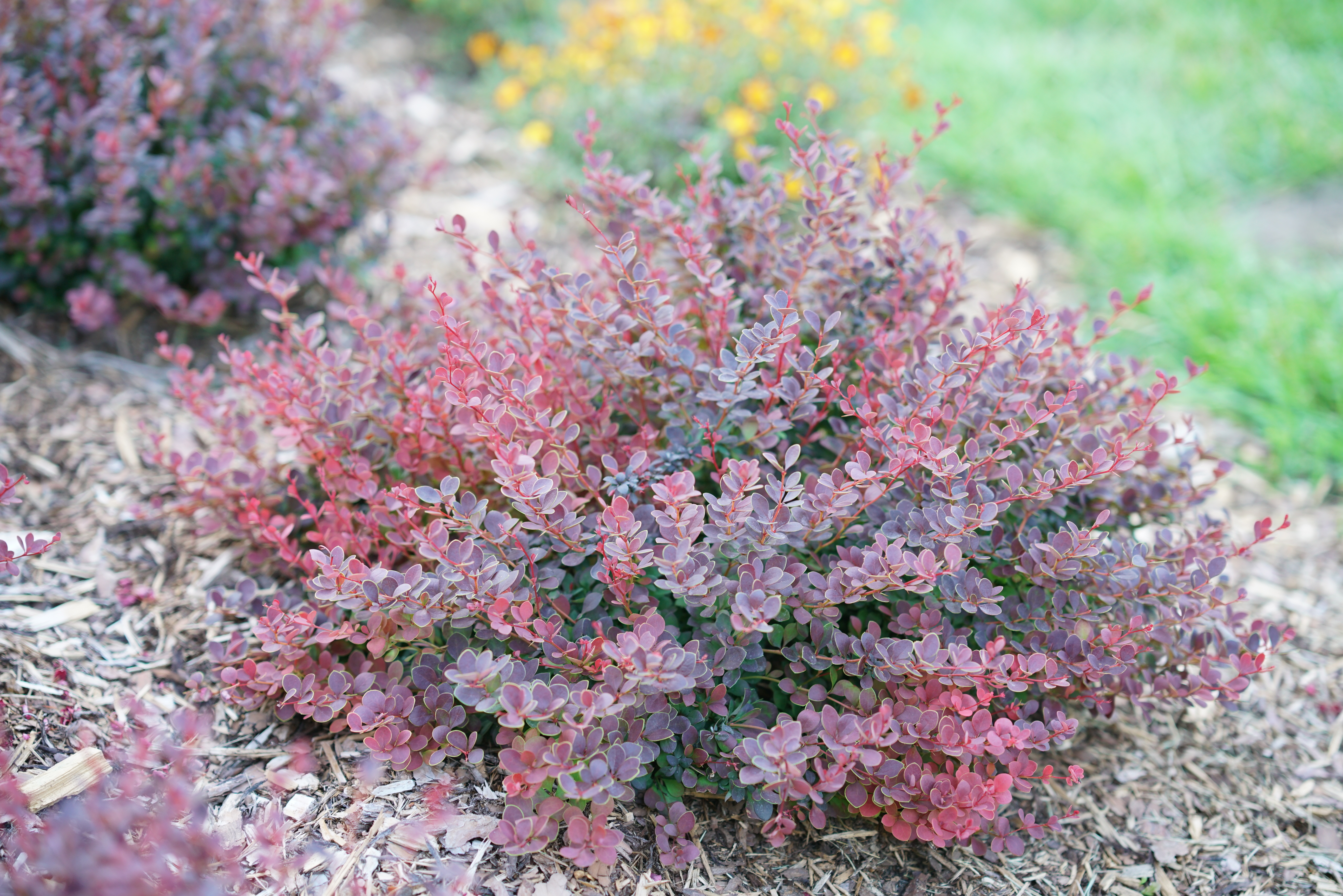 crimson pygmy barberry winter