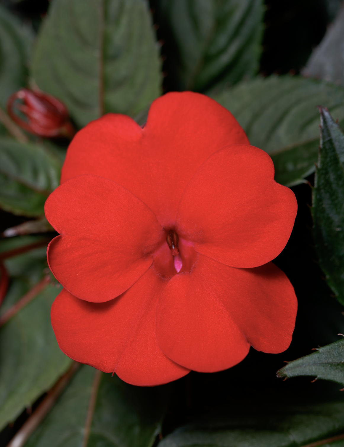 Impatiens