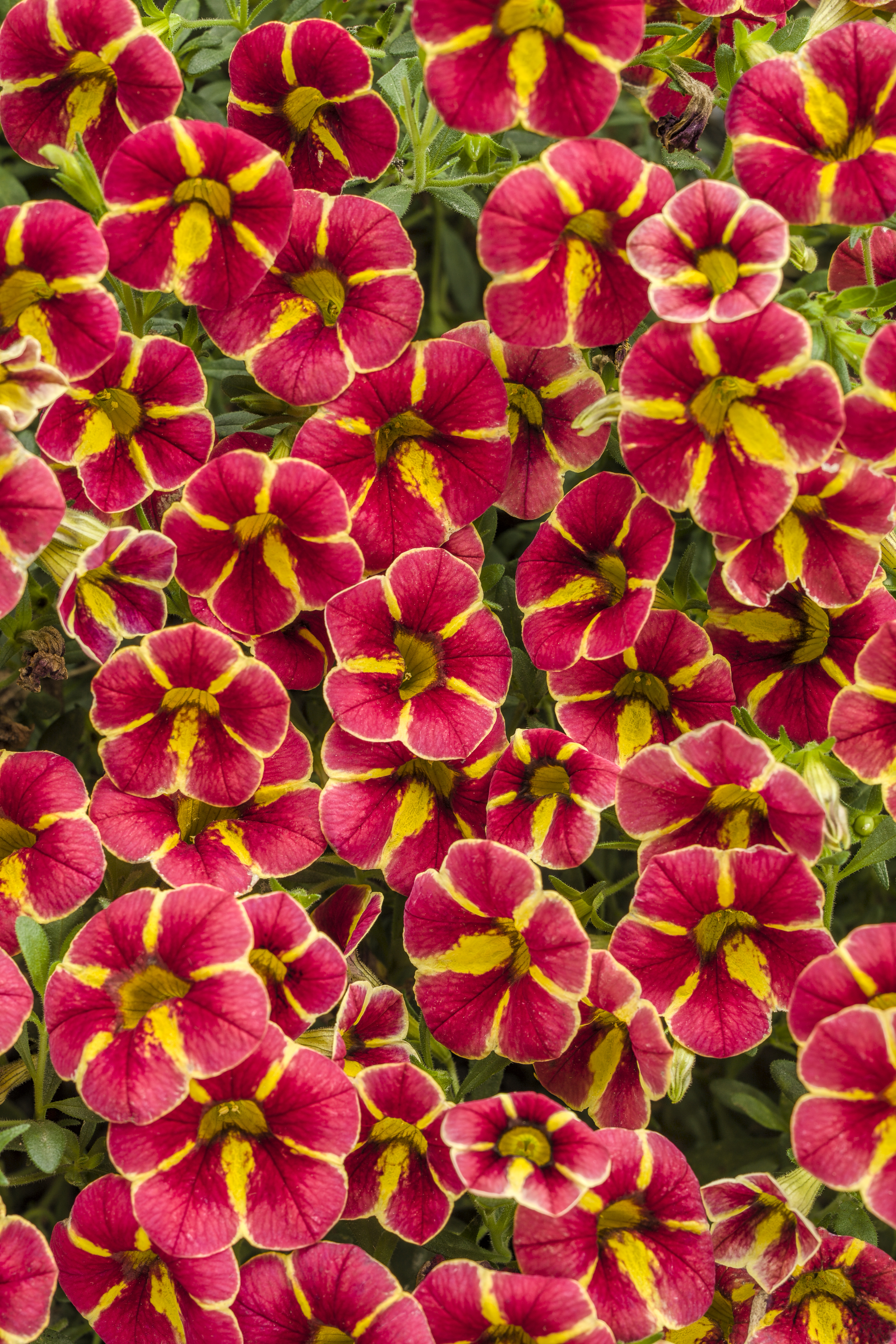 Superbells Cardinal Star Calibrachoa - Calibrachoa hybrid