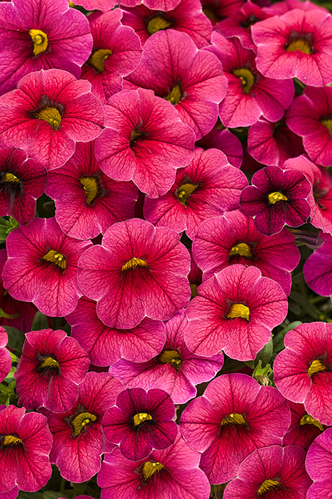 Superbells Cherry Red Calibrachoa - Calibrachoa hybrid