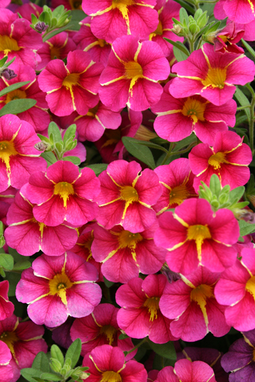 Superbells Cherry Star Calibrachoa - Calibrachoa hybrid