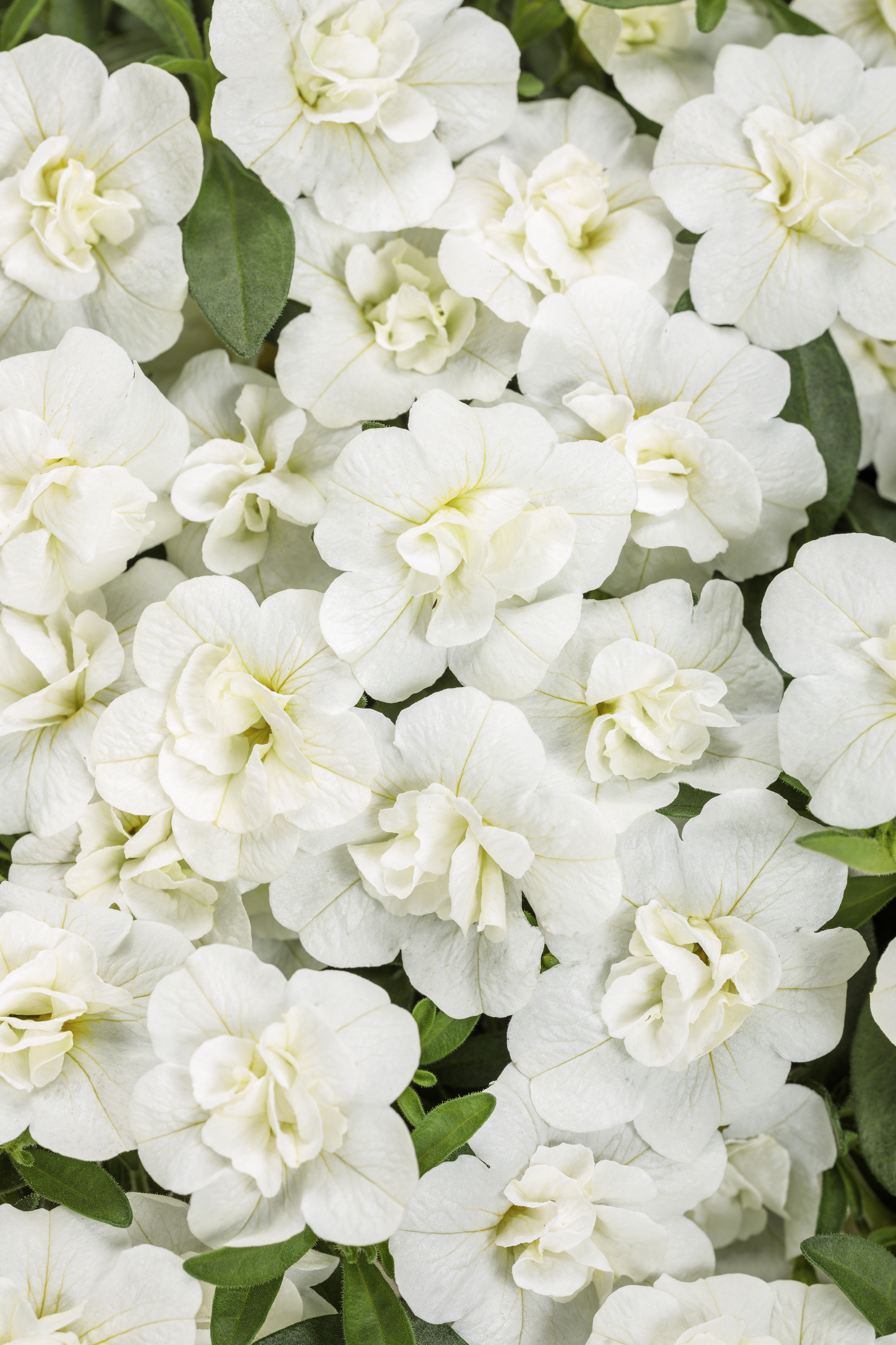 Superbells Double White Double Calibrachoa - Calibrachoa hybrid