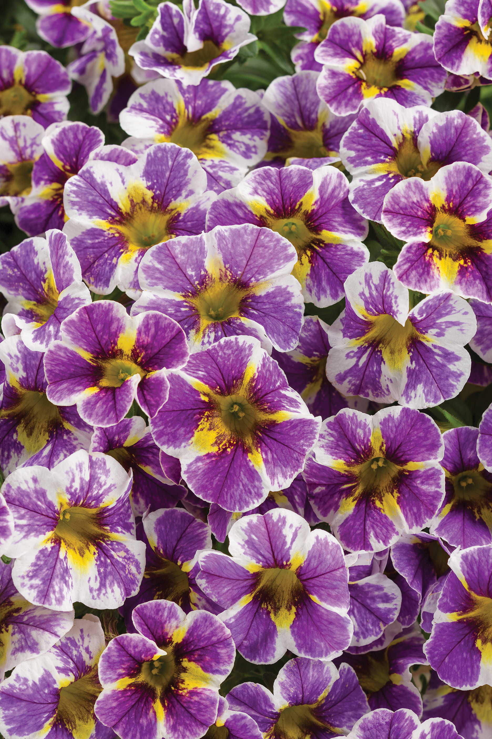 Superbells Holy Smokes! Calibrachoa - Calibrachoa hybrid