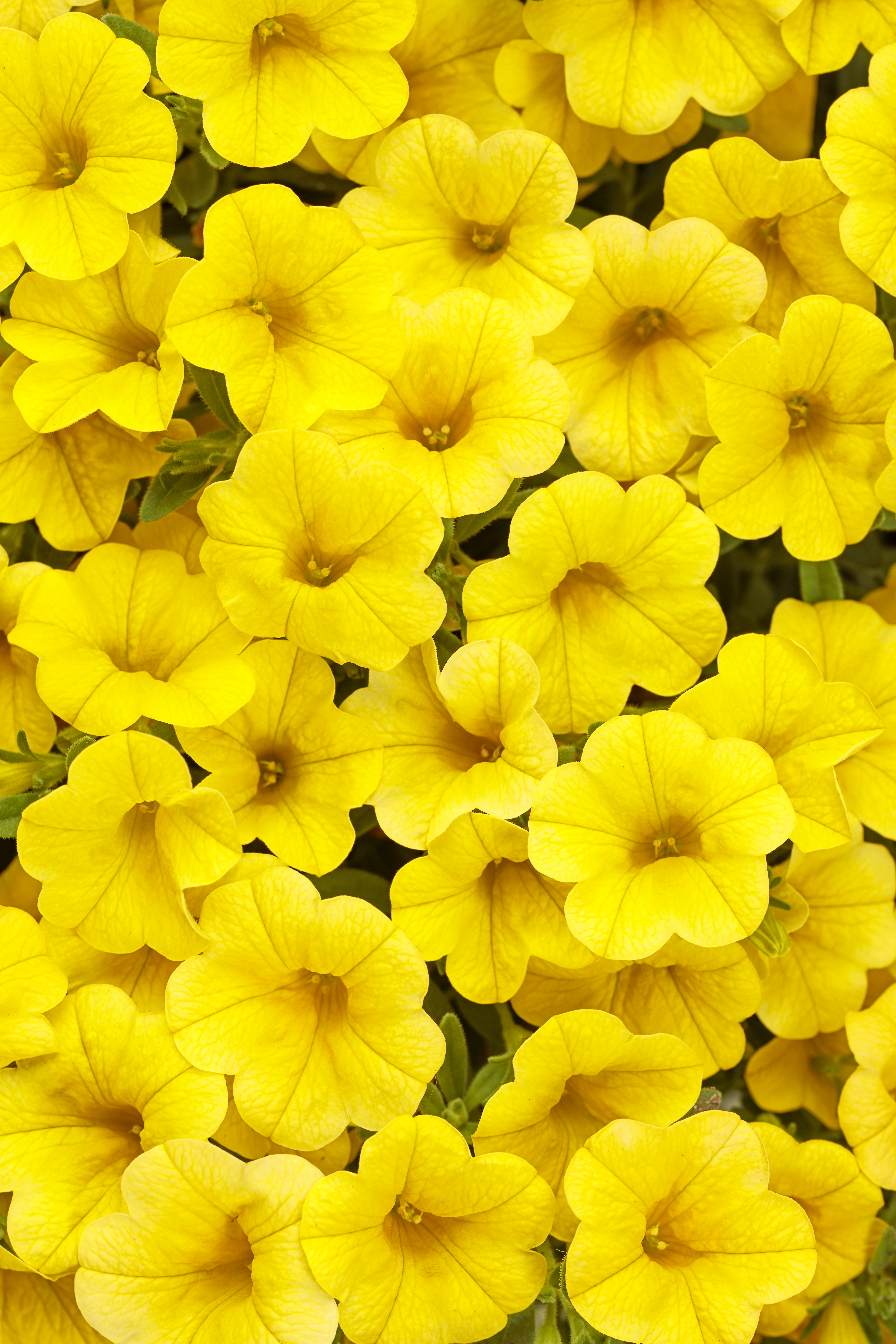 Superbells Yellow Calibrachoa - Calibrachoa hybrid