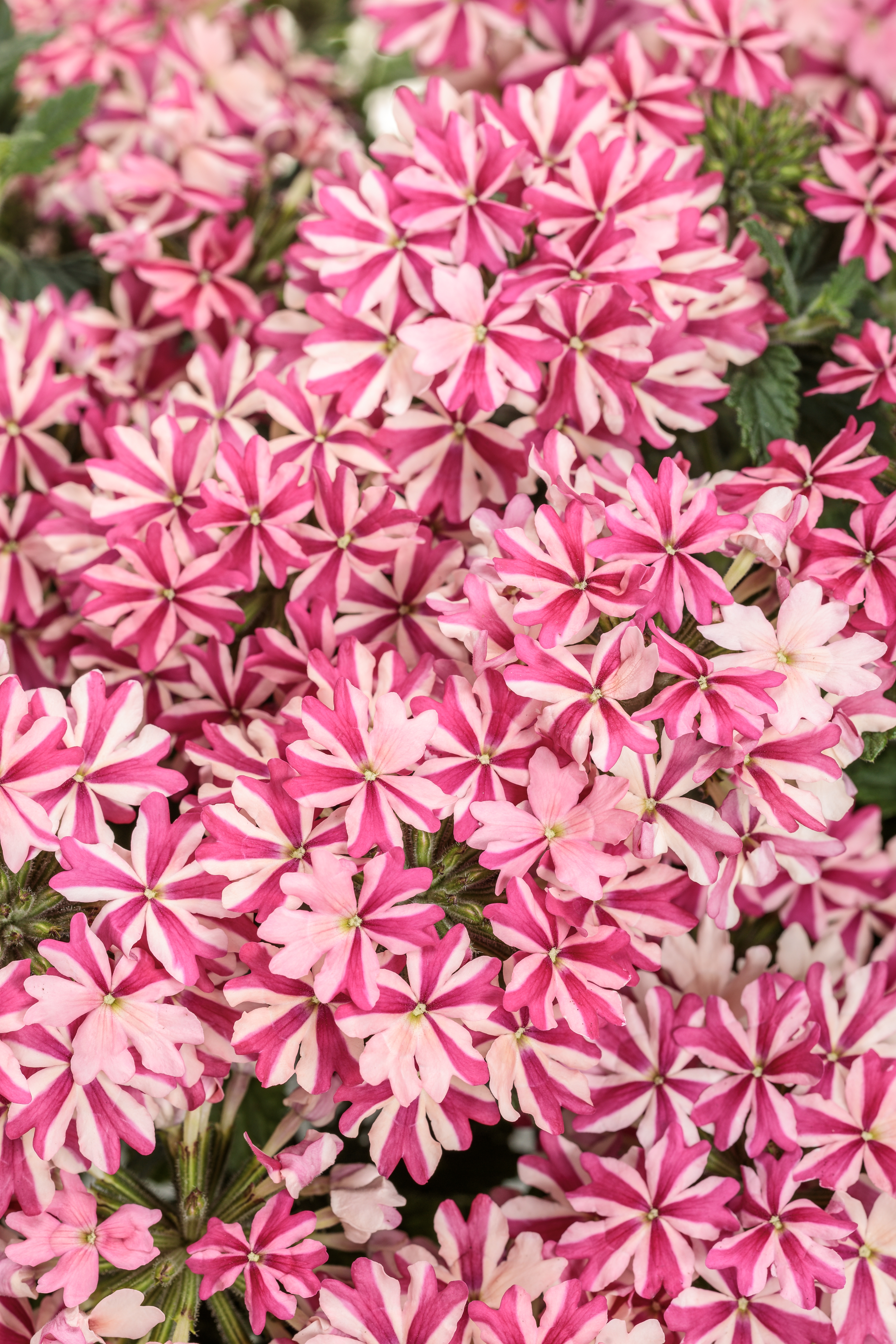 Superbena® Cherryburst - Verbena hybrid | Proven Winners