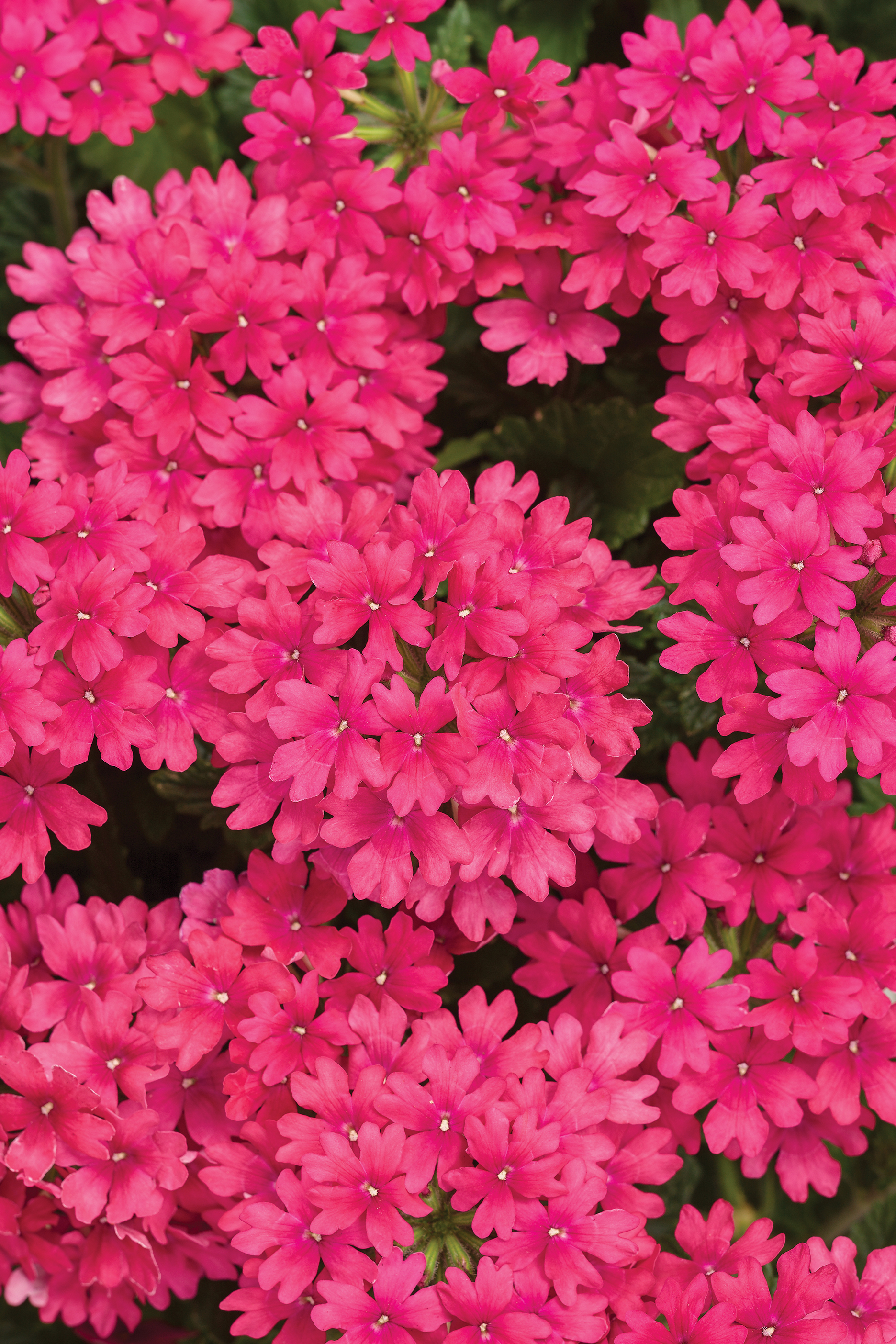 Verbena