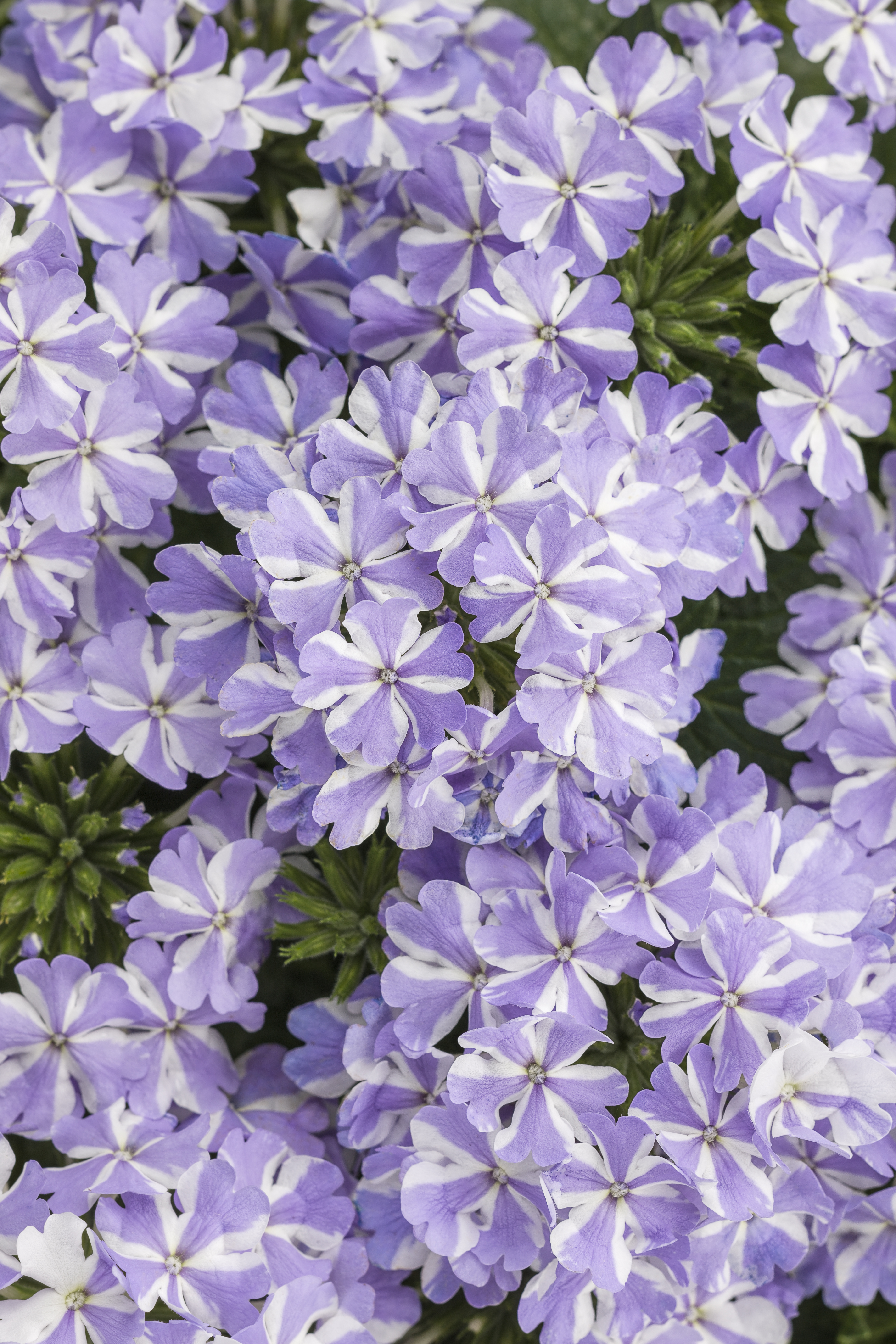 Superbena® Stormburst - Verbena hybrid | Proven Winners