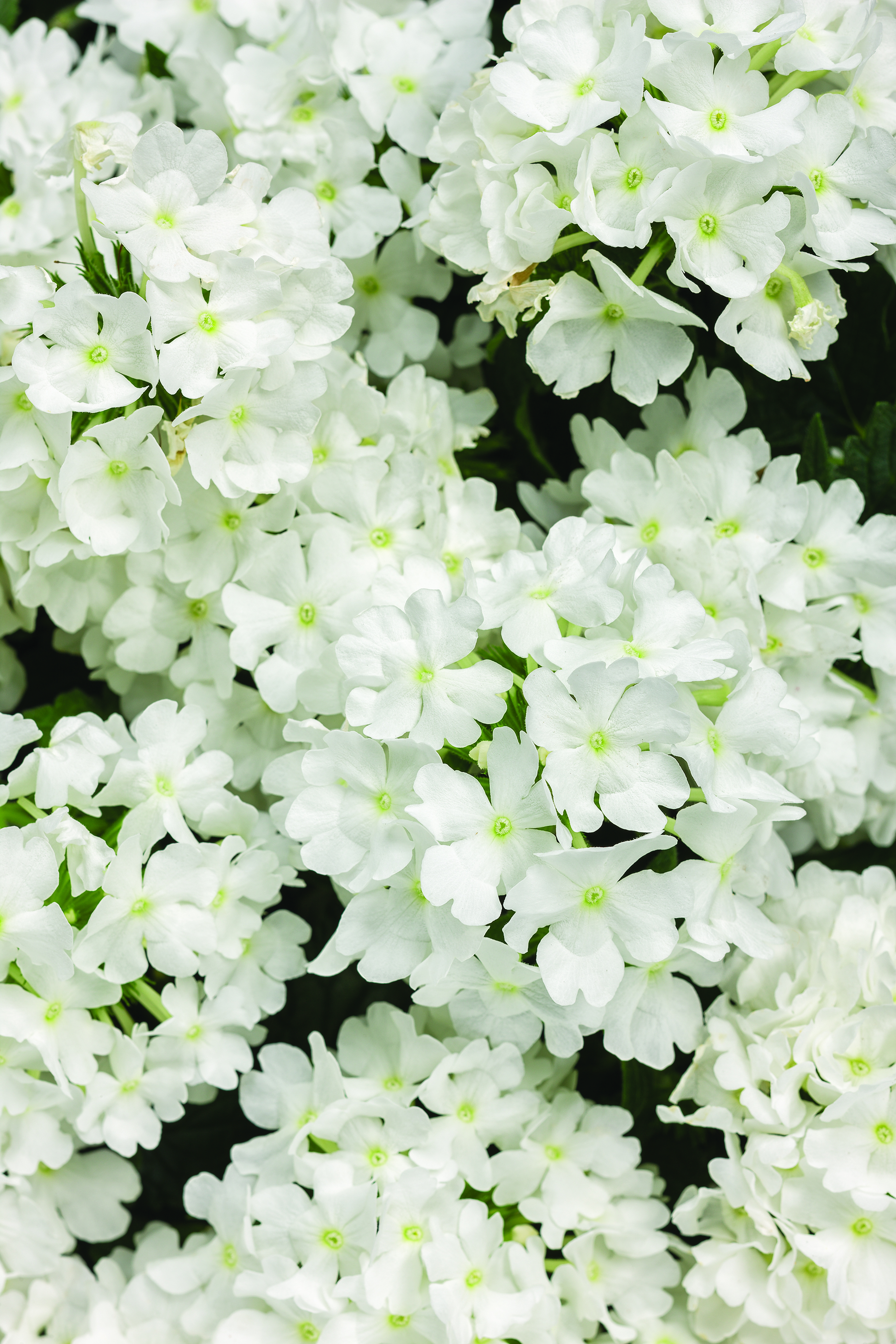 Superbena® Whiteout™ - Verbena hybrid | Proven Winners