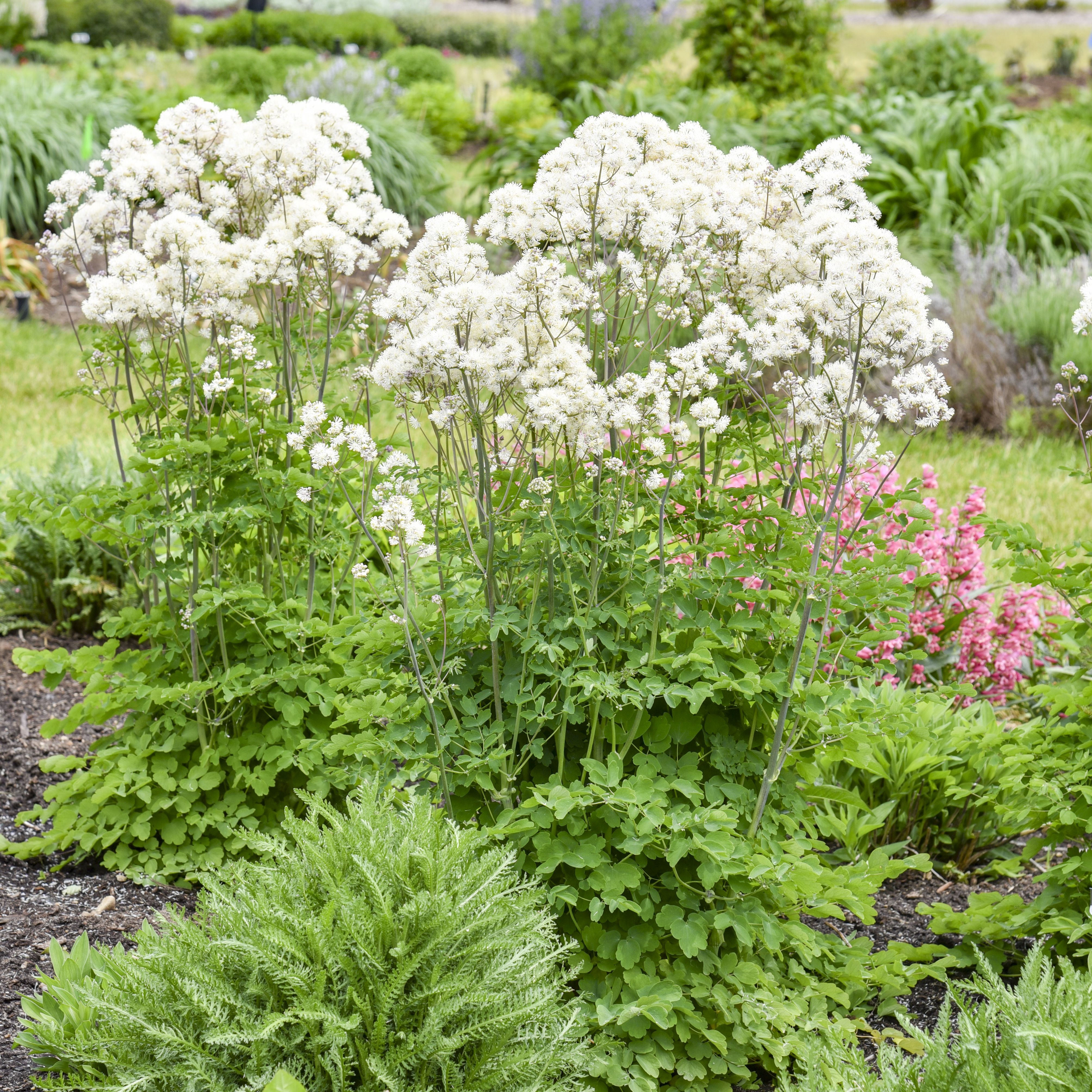Cotton Ball' - Meadow Rue - Thalictrum hybrid | Proven Winners