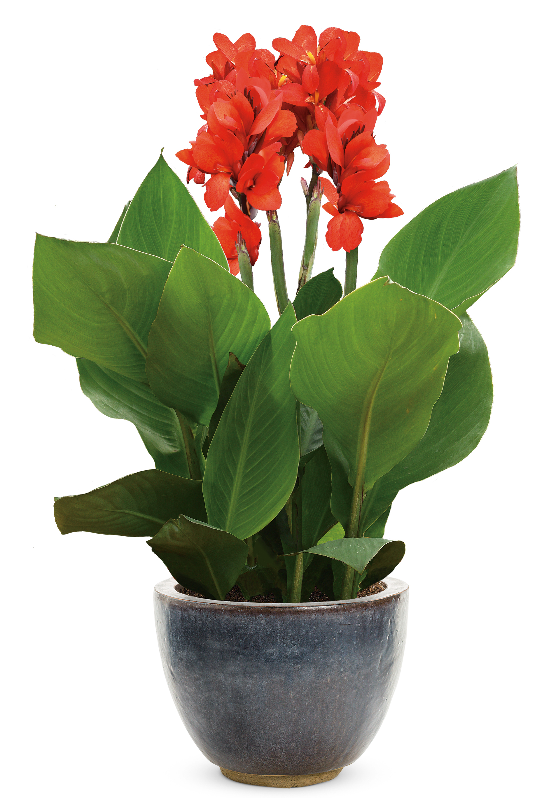 Toucan® Scarlet - Canna Lily - Canna generalis
