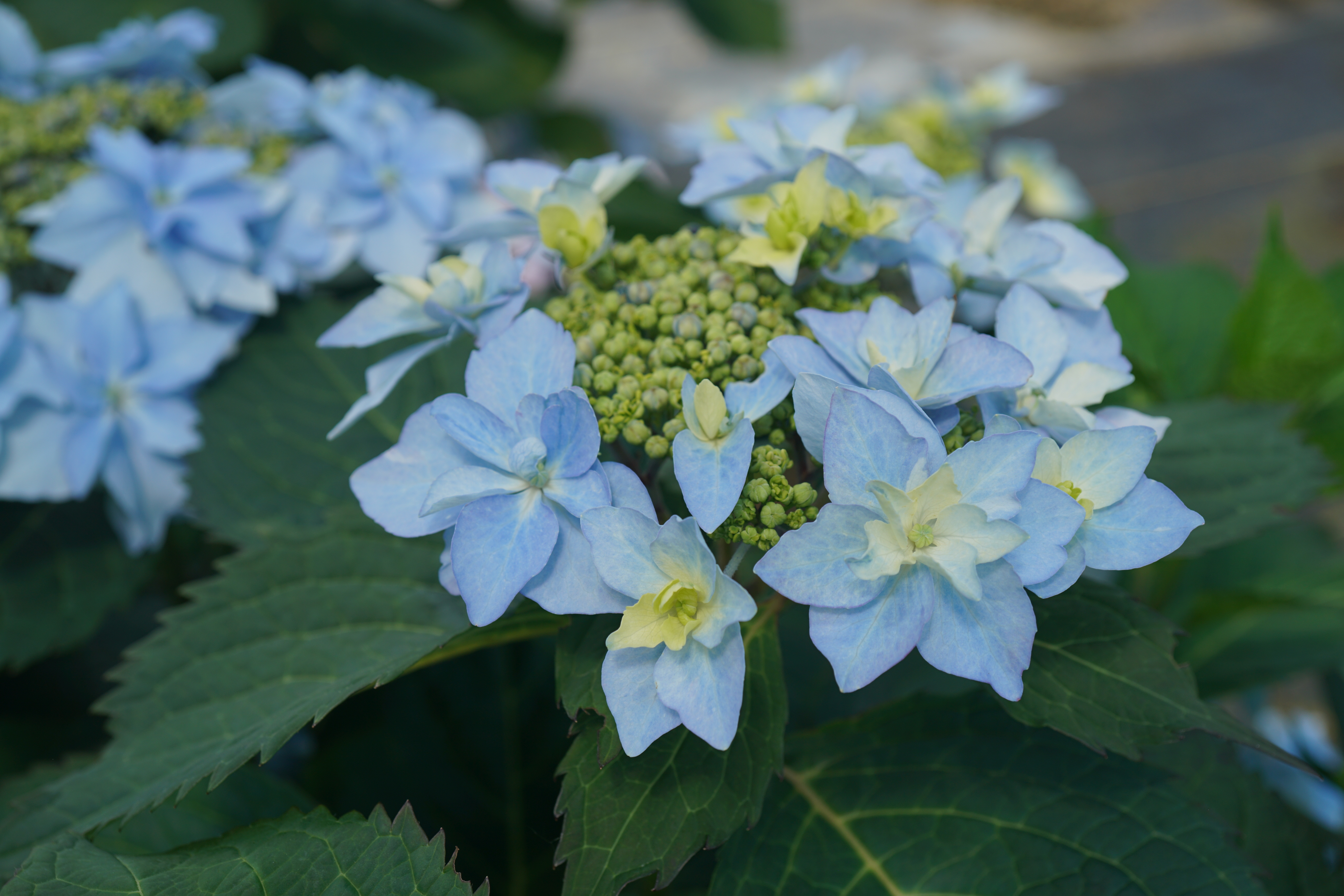 Image of Reblooming mountain hydrangea with blue flowers
