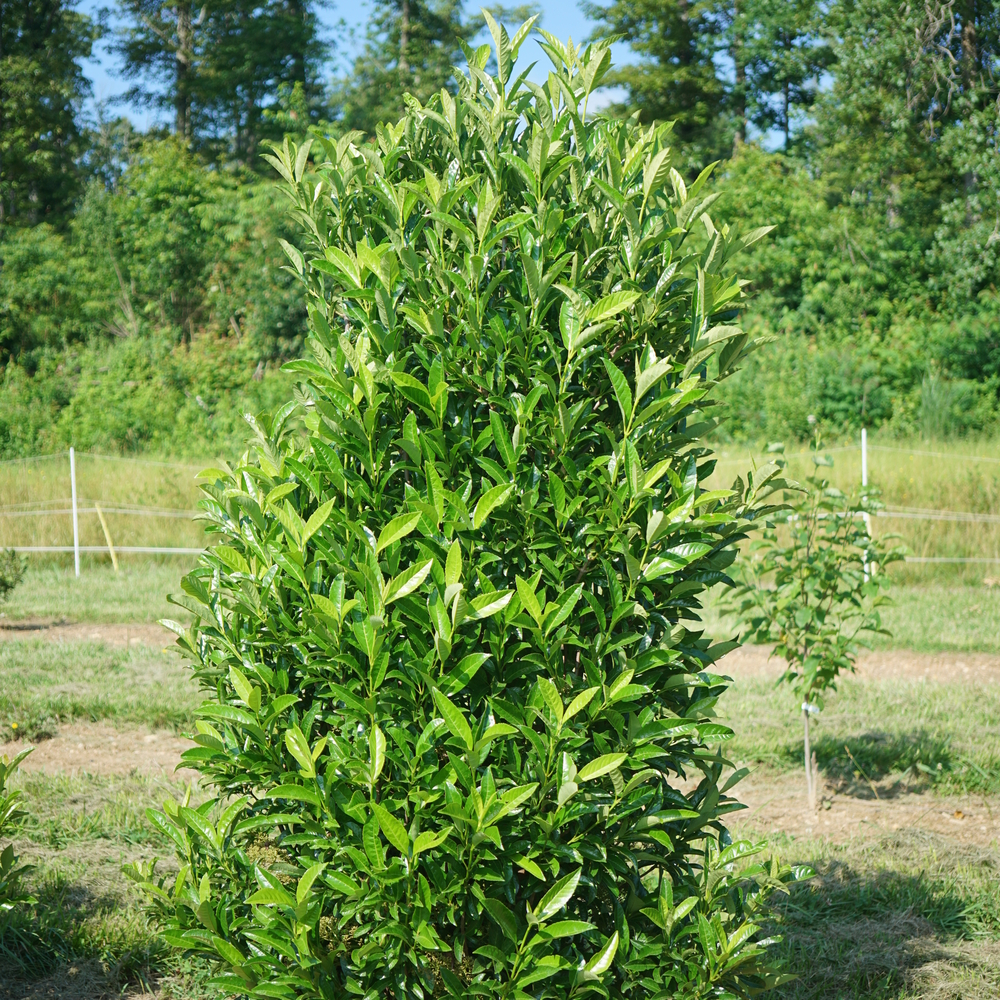 Yardline® - Viburnum x | Proven Winners
