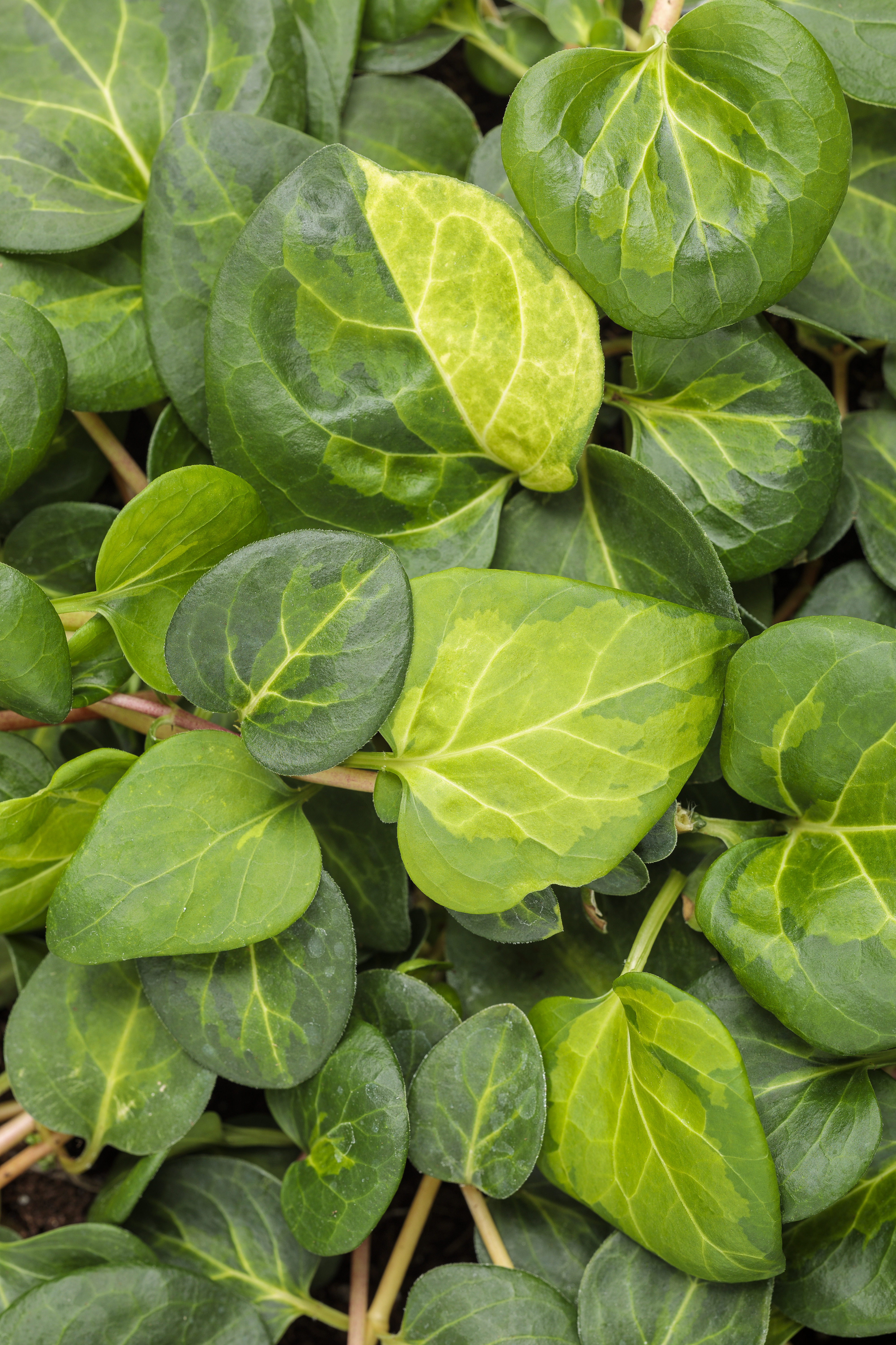 Vinca Vine