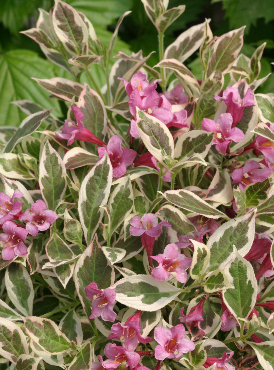 Midnight Sun® Weigela - My Proven Winners ColorChoices