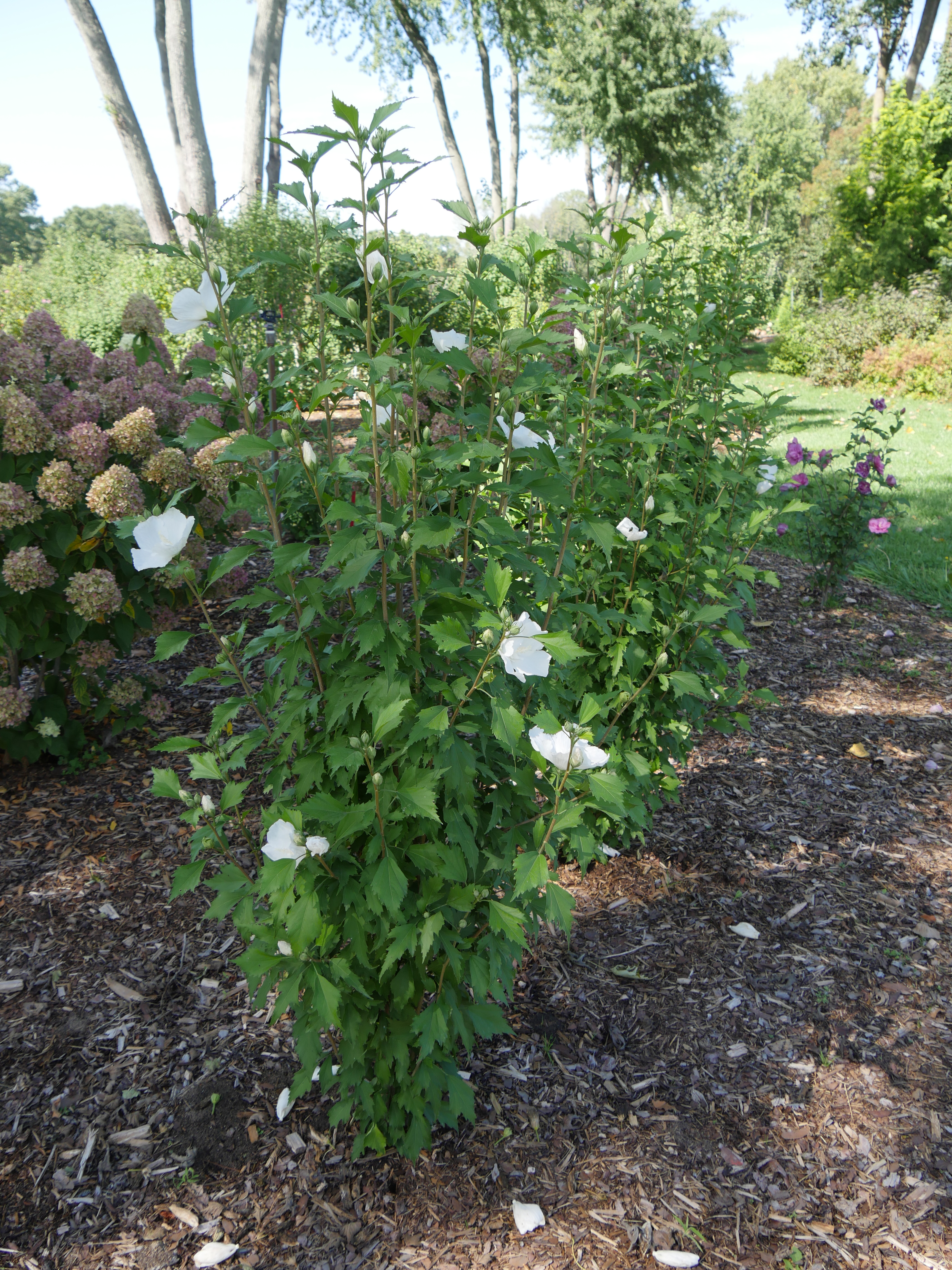 white pillar® - rose of sharon - hibiscus syriacus