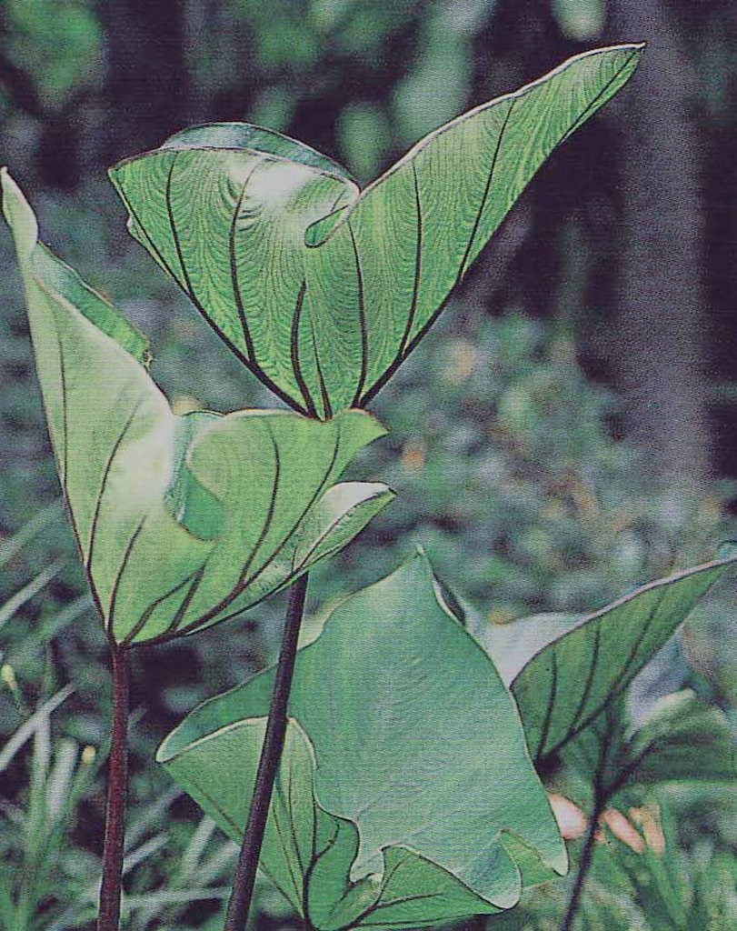 Colocasia esculenta - Coffee Cups