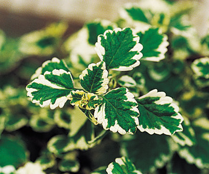 Plectranthus - Proven Accents® Swedish Ivy