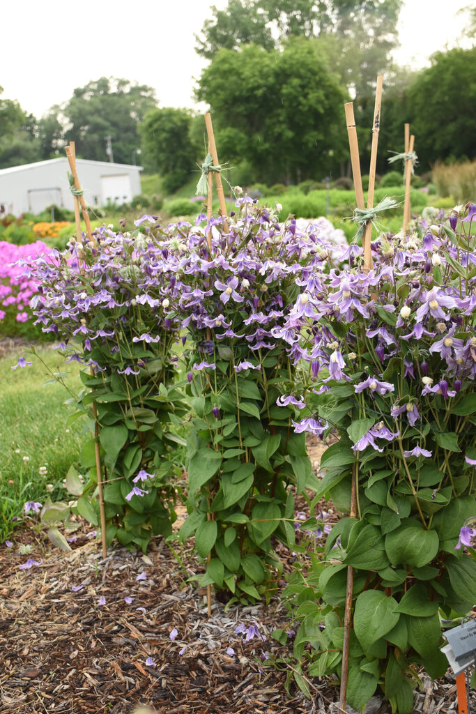 Clematis hybrid - Bush Clematis - 'Stand by Me Lavender' - Pleasant ...