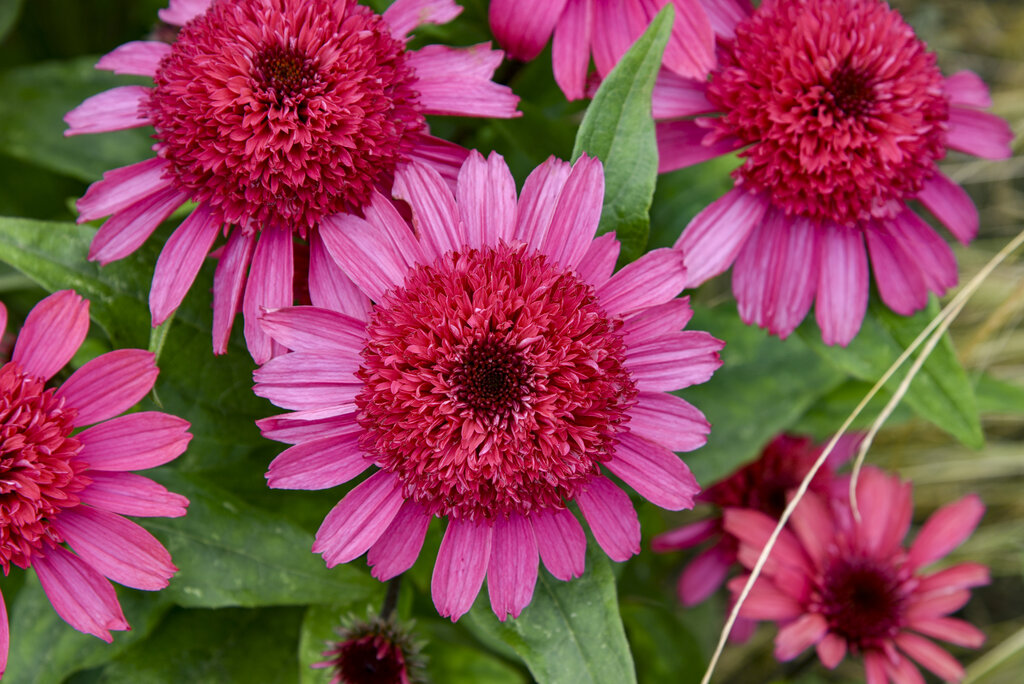 Echinacea hybrid - Coneflower - Double Coded® 'Raspberry Beret ...