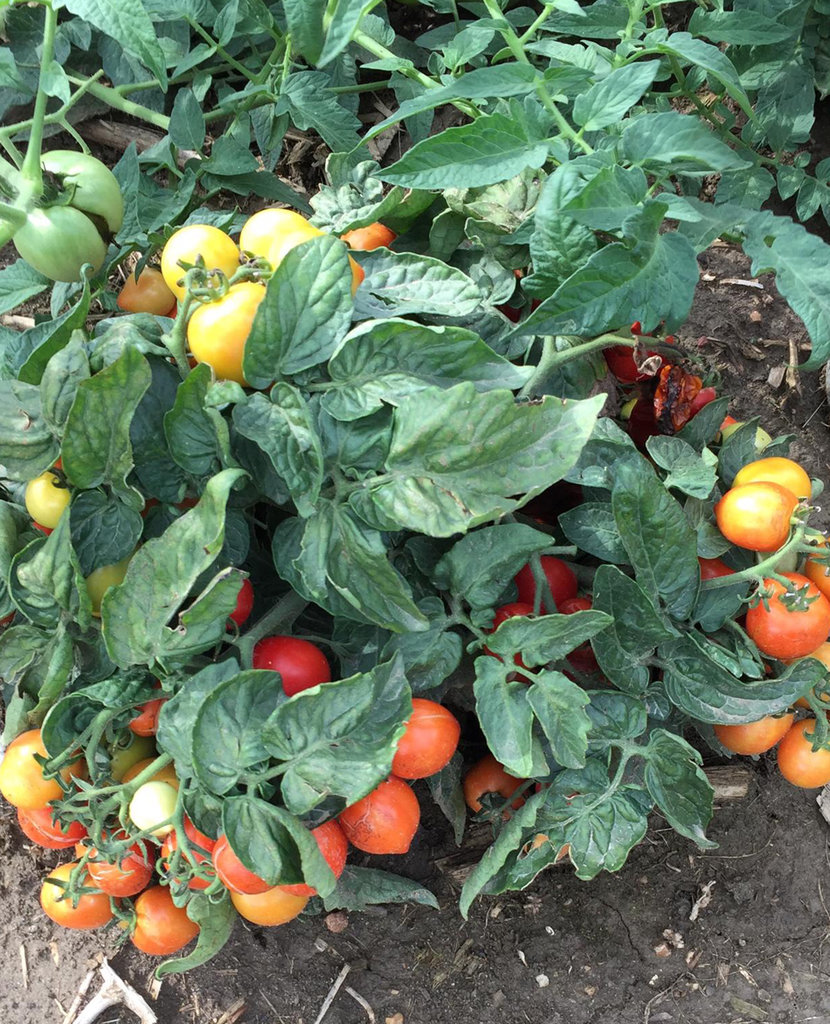 Tomato - Tempting Tomatoes® Goodhearted Tomato