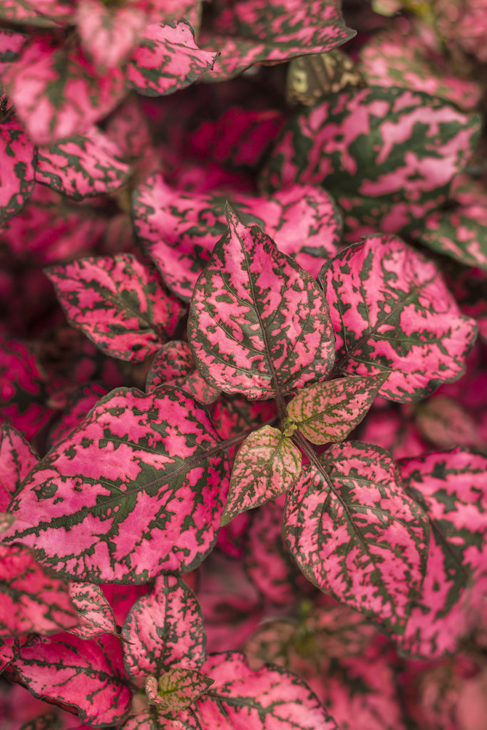 Hypoestes - Proven Accents® Hippo® Rose - Pleasant View Gardens