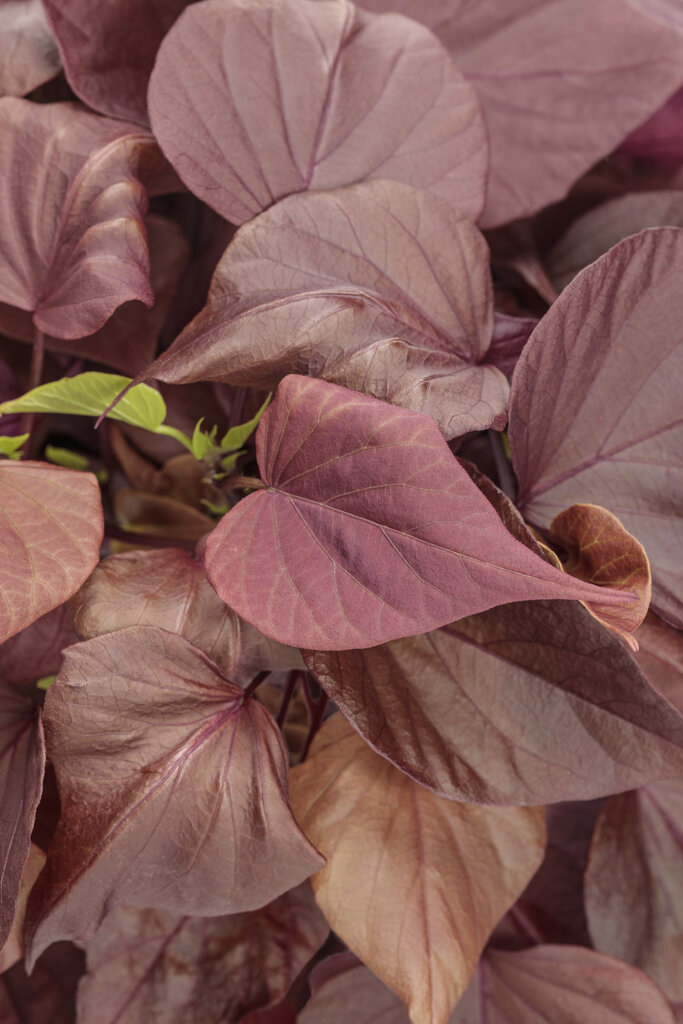 Ipomoea hybrid - Proven Accents® Sweet Caroline Sweetheart Mahogany™ - Ornamental Sweet Potato Vine